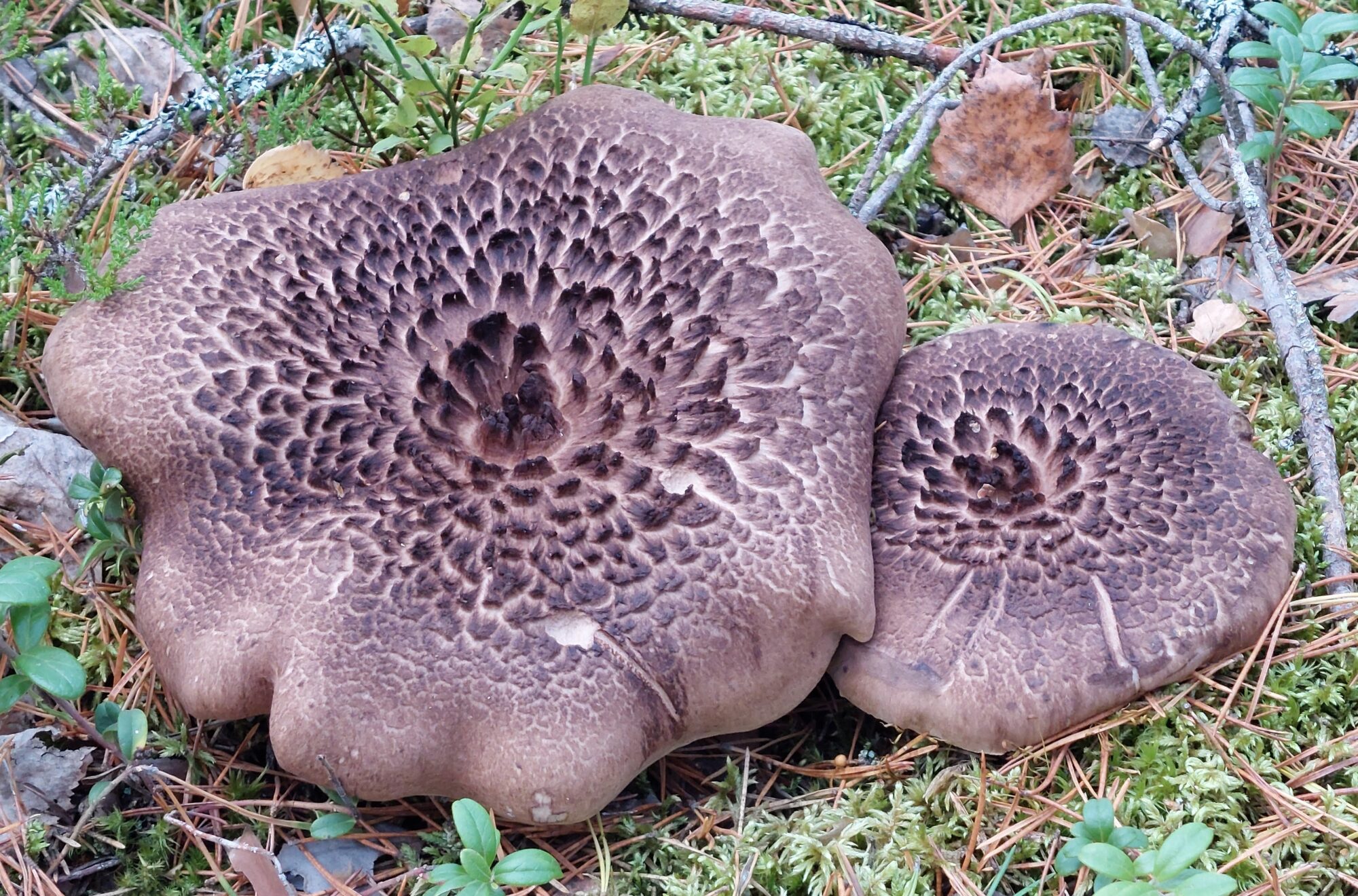 Valokuvaaja: Tarja Naukkarinen