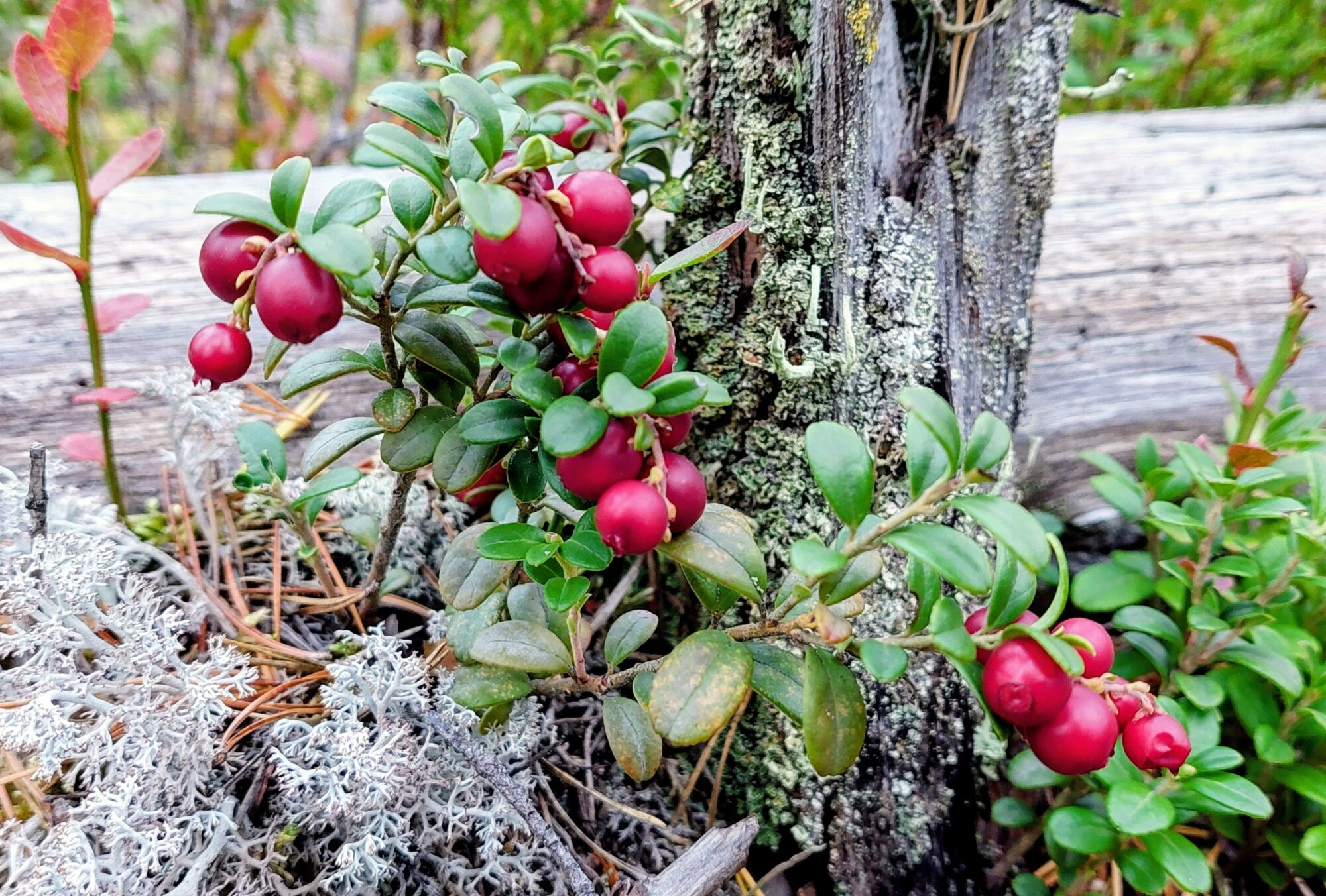 Valokuvaaja: Tarja Naukkarinen