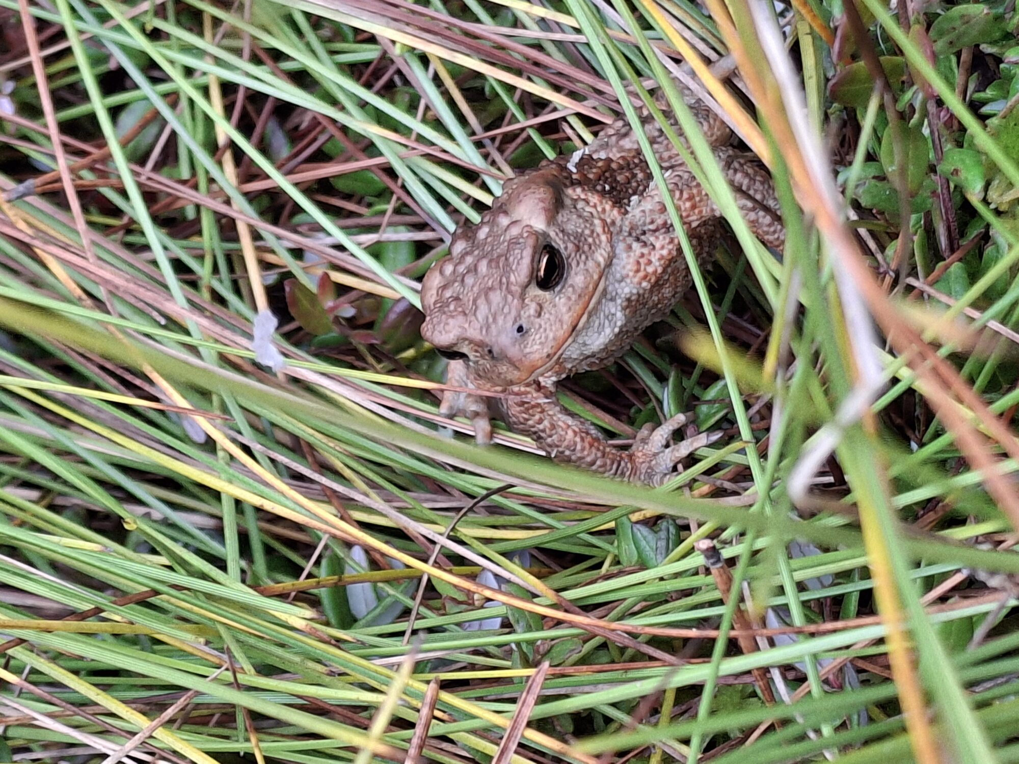 Valokuvaaja: Satu Suuntala
