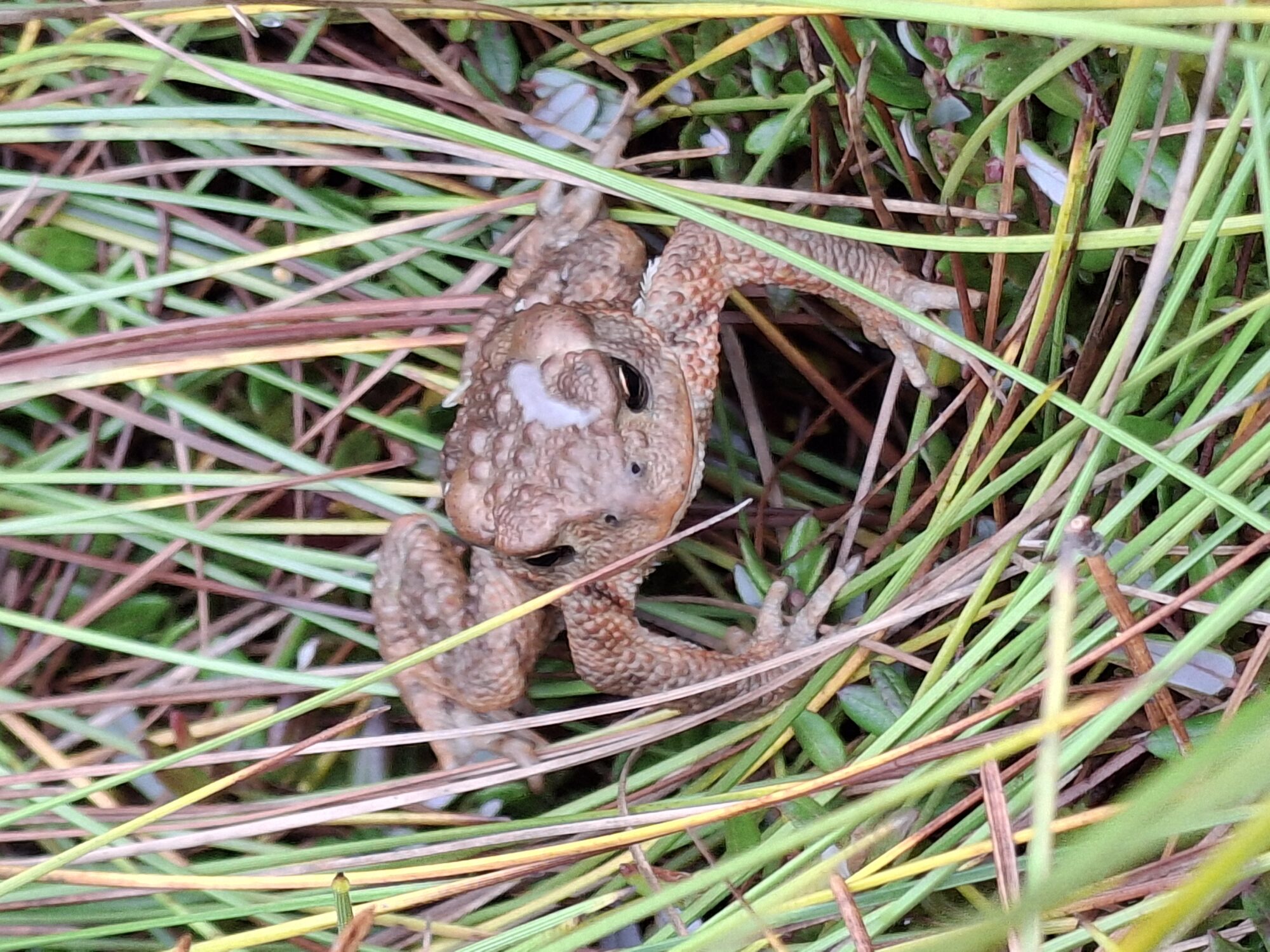 Valokuvaaja: Satu Suuntala