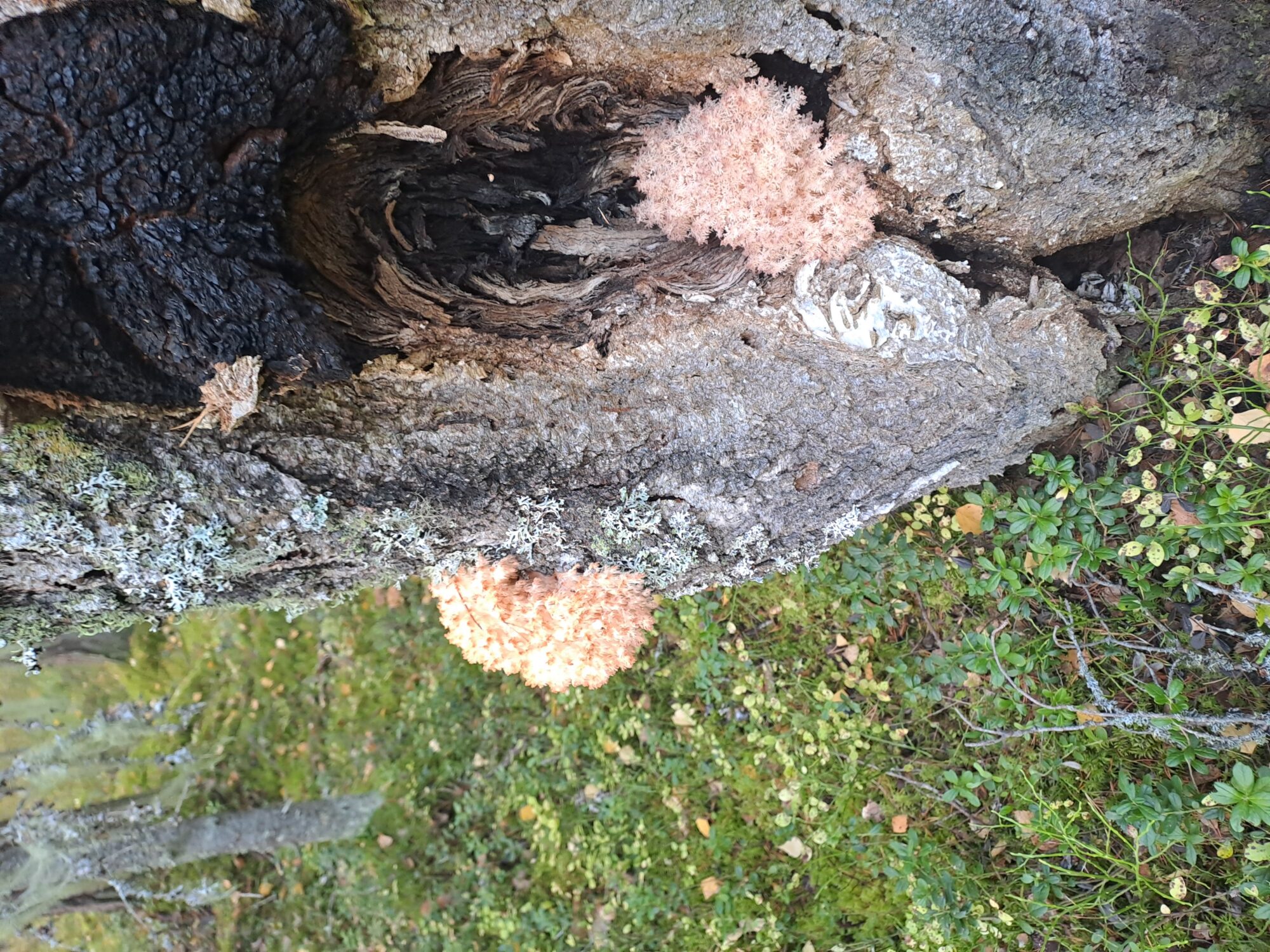 Valokuvaaja: Arja Metso