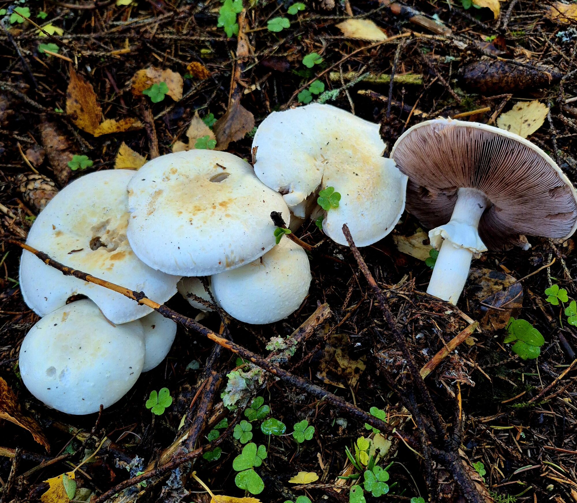 Valokuvaaja: Kaarina Walter