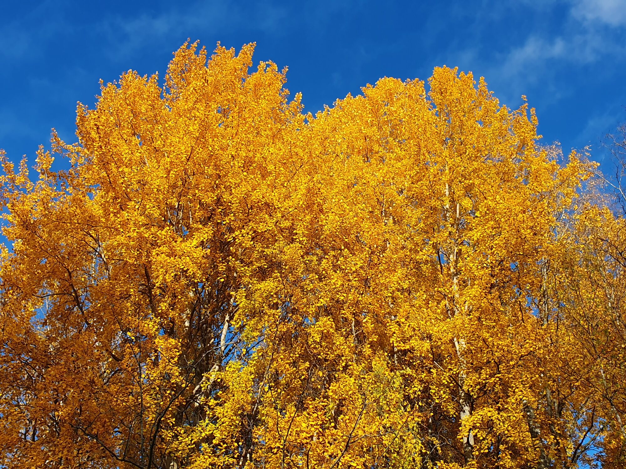 Valokuvaaja: Pirkko Tuulihovi