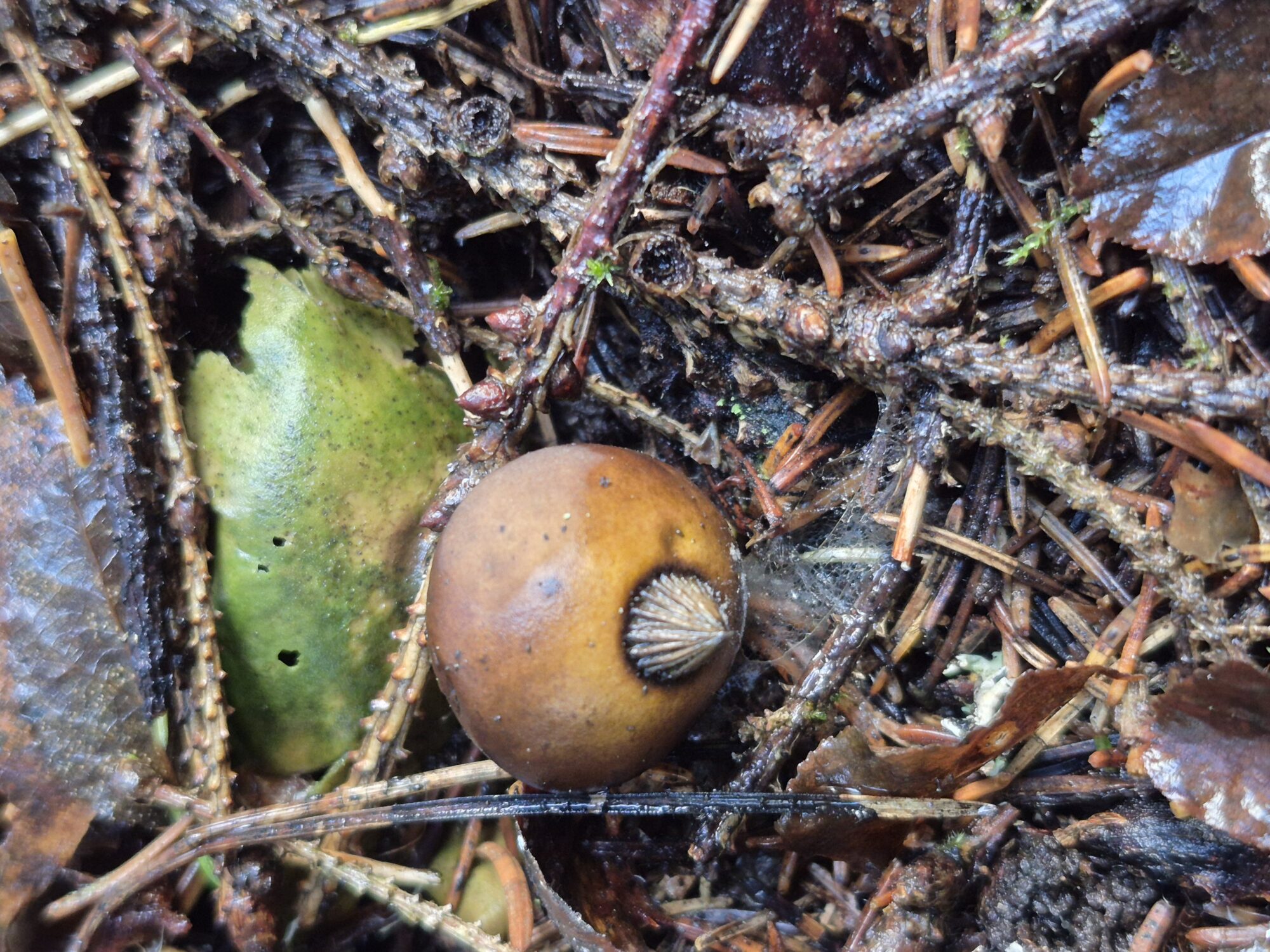 Valokuvaaja: Kaarina Walter