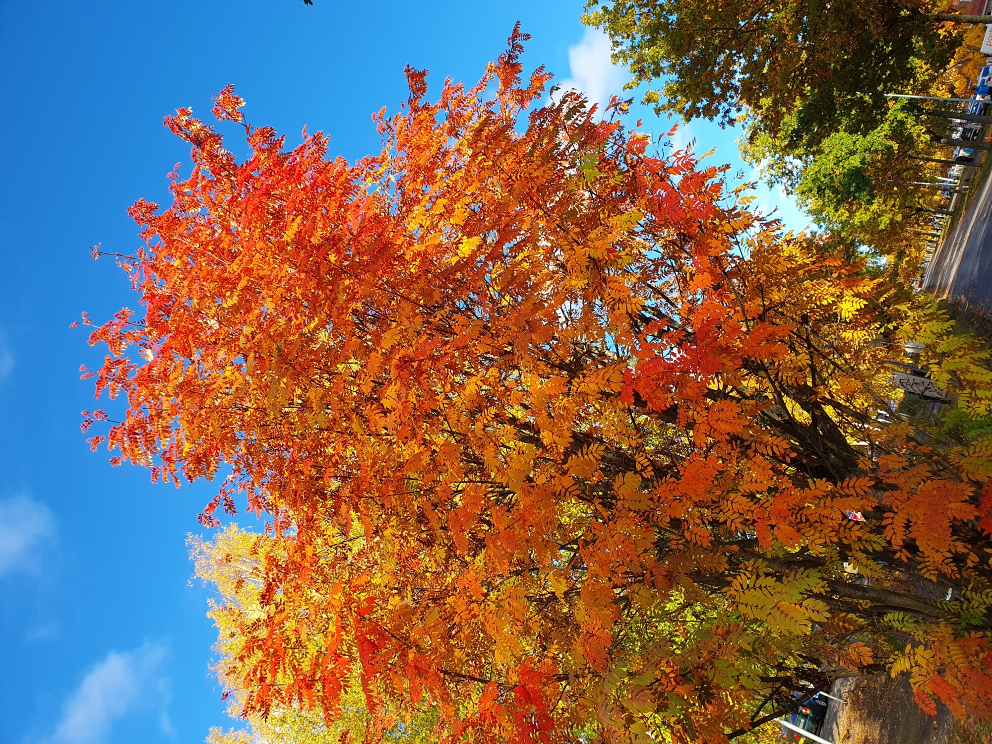 Valokuvaaja: Pirkko Tuulihovi