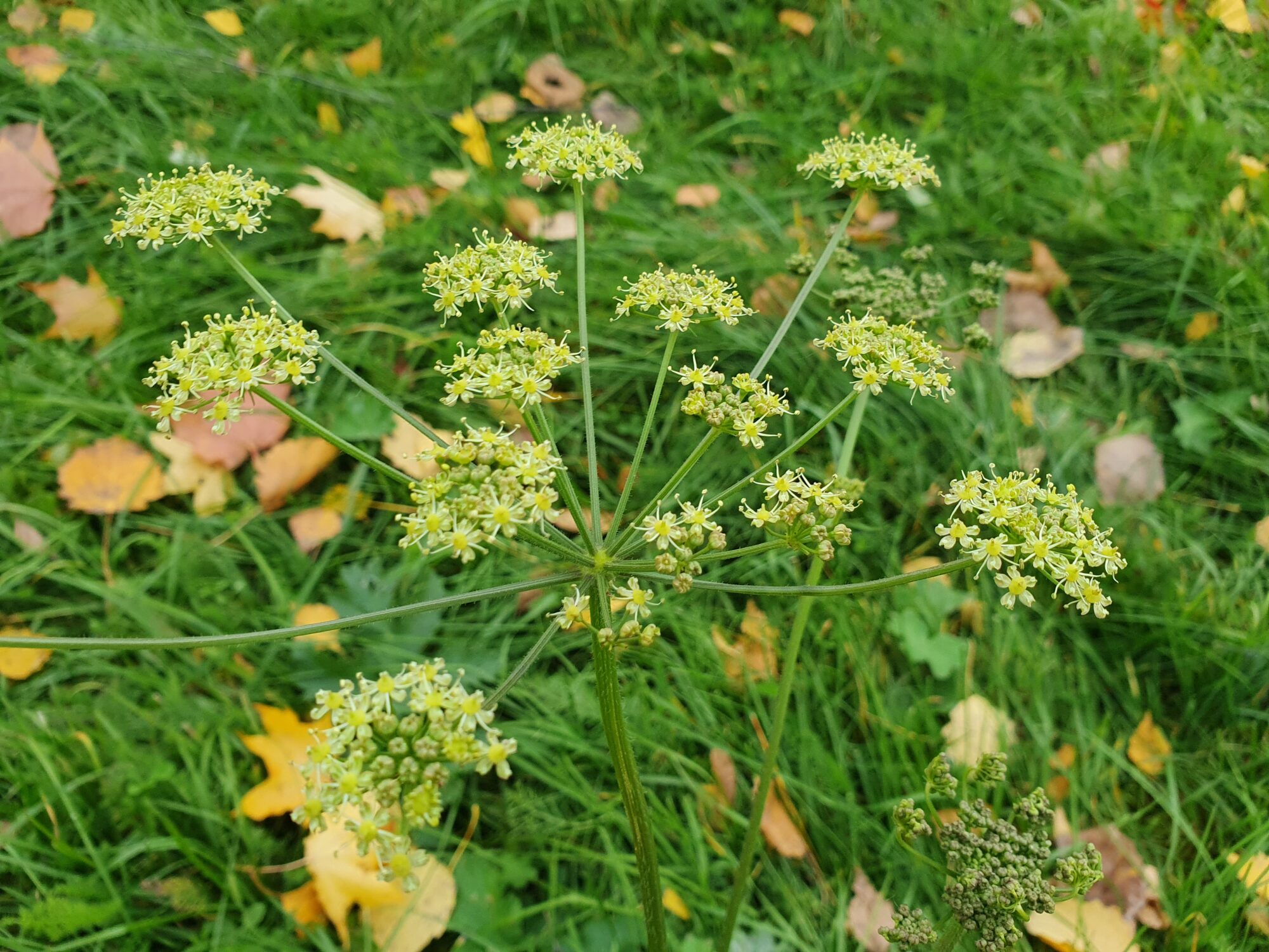 Valokuvaaja: Pirkko Tuulihovi
