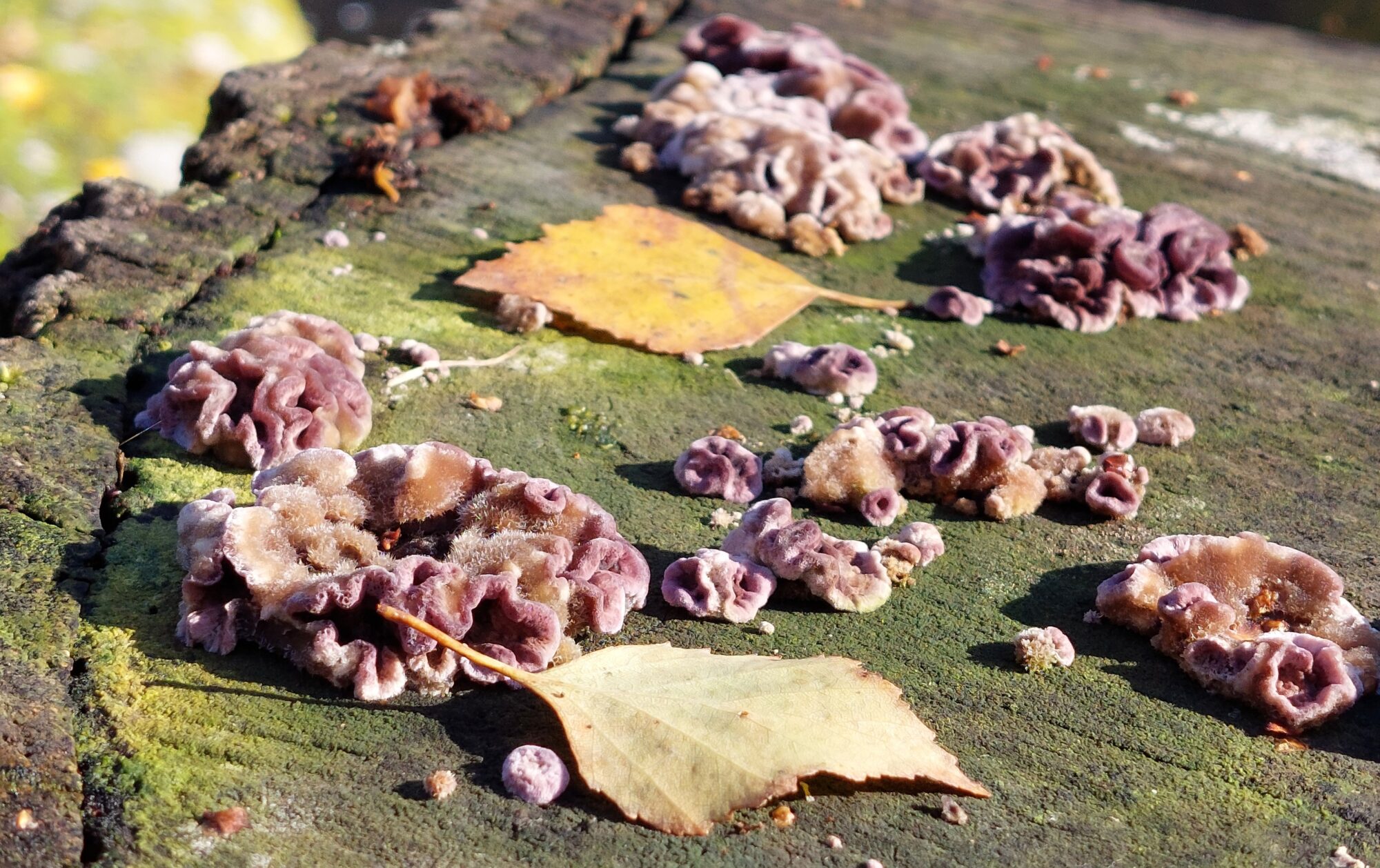 Valokuvaaja: Tarja Naukkarinen