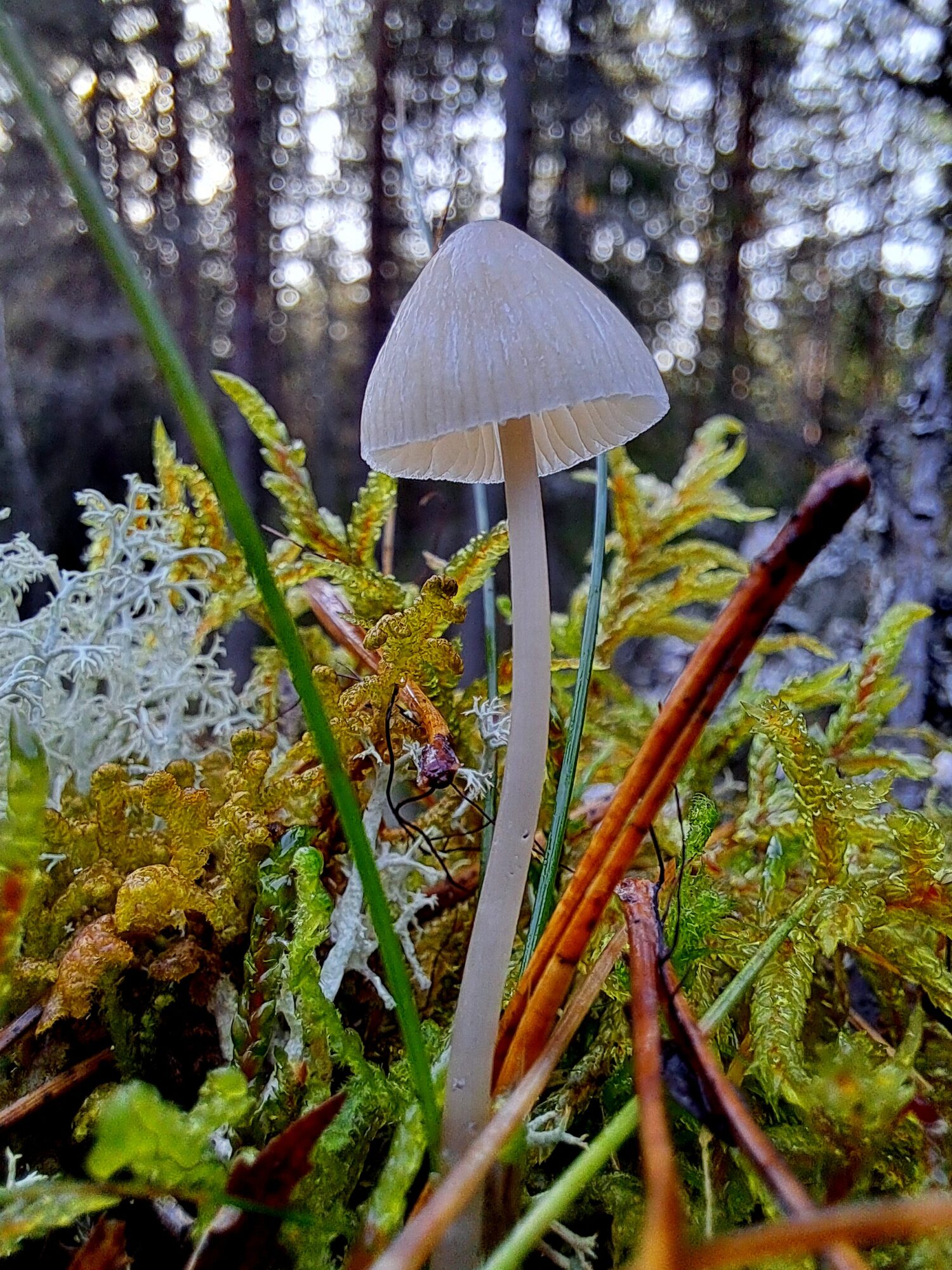 Valokuvaaja: Irja Lehtinen