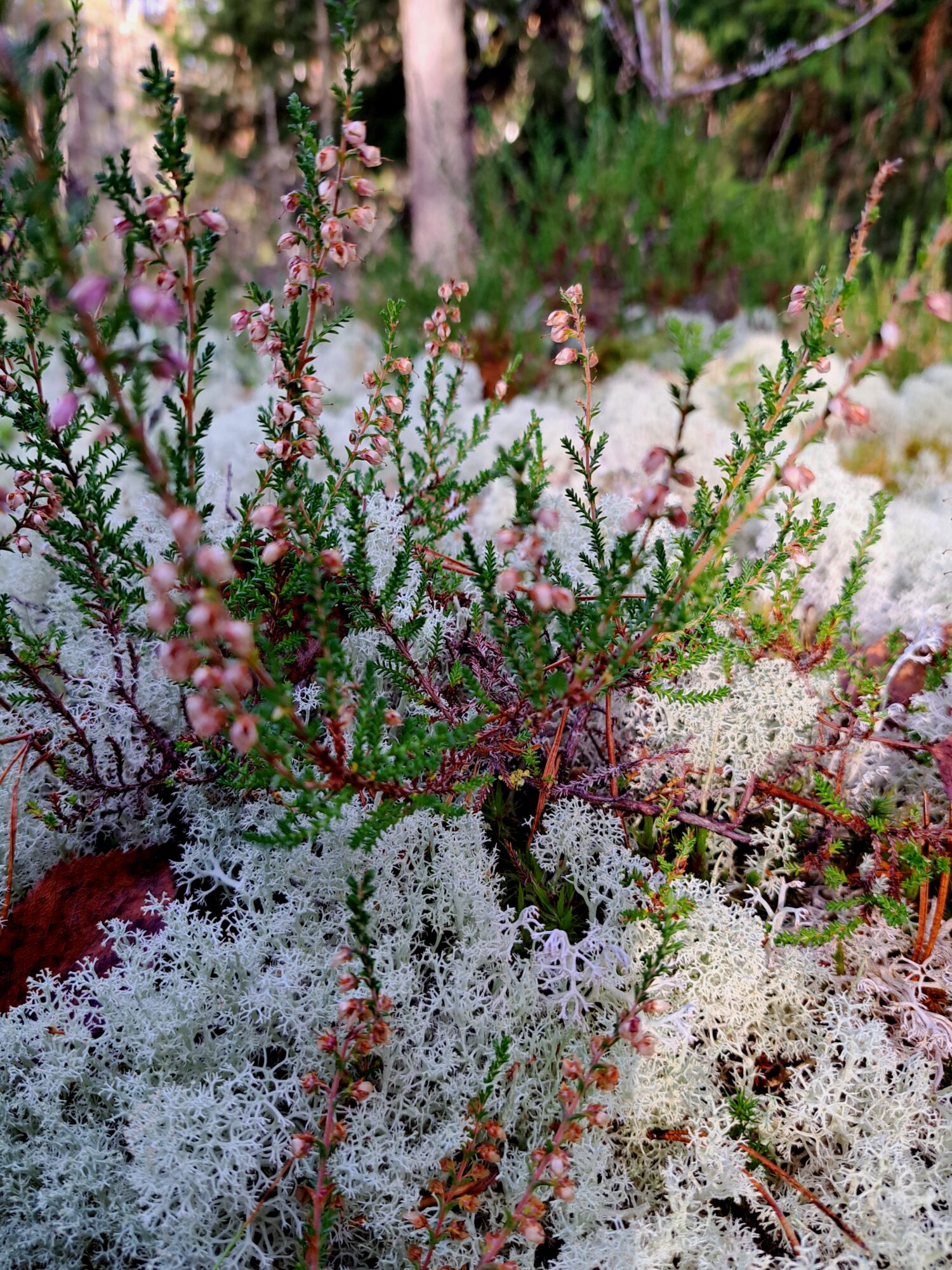 Valokuvaaja: Irja Lehtinen