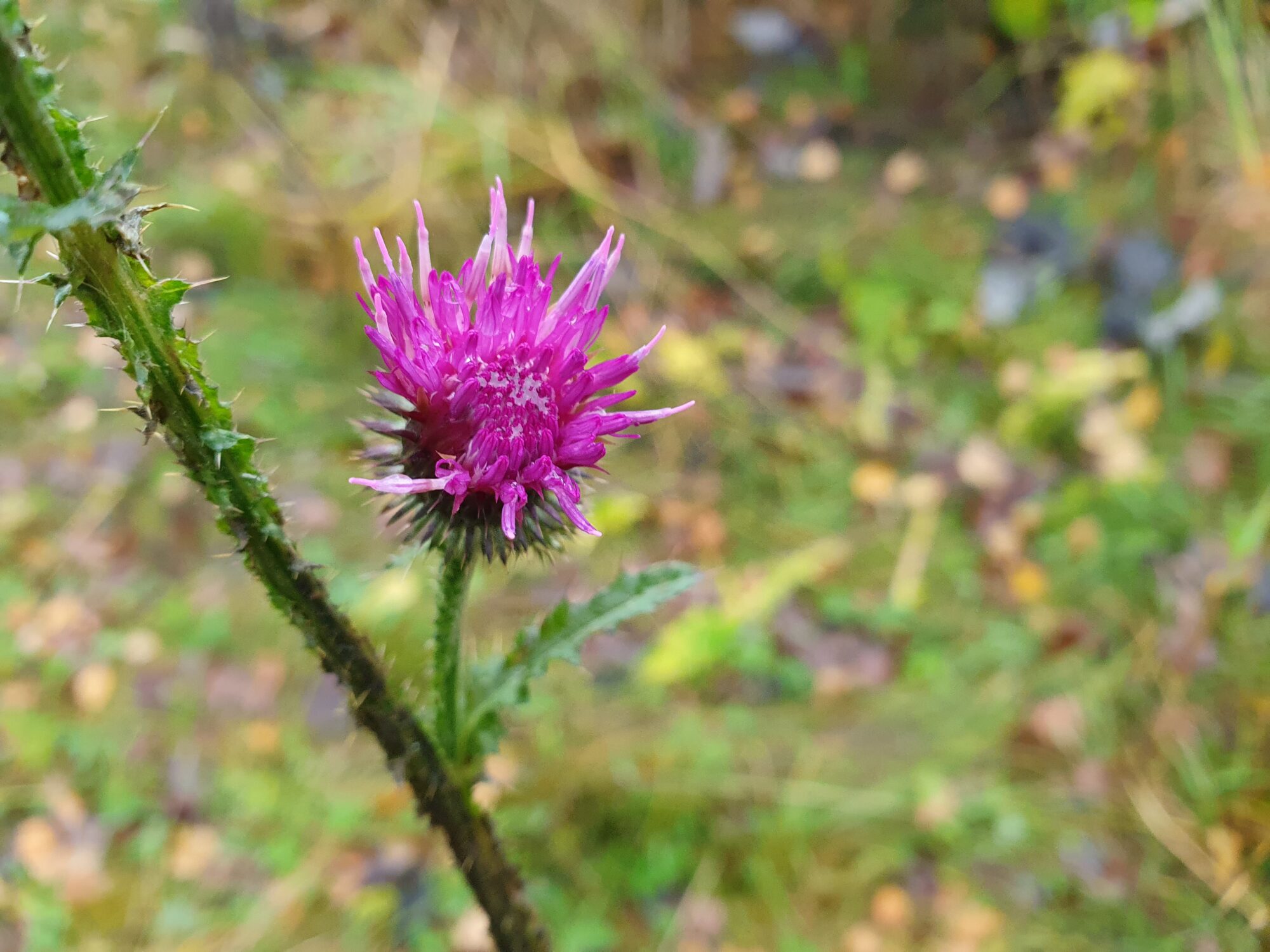 Valokuvaaja: Pirkko Tuulihovi