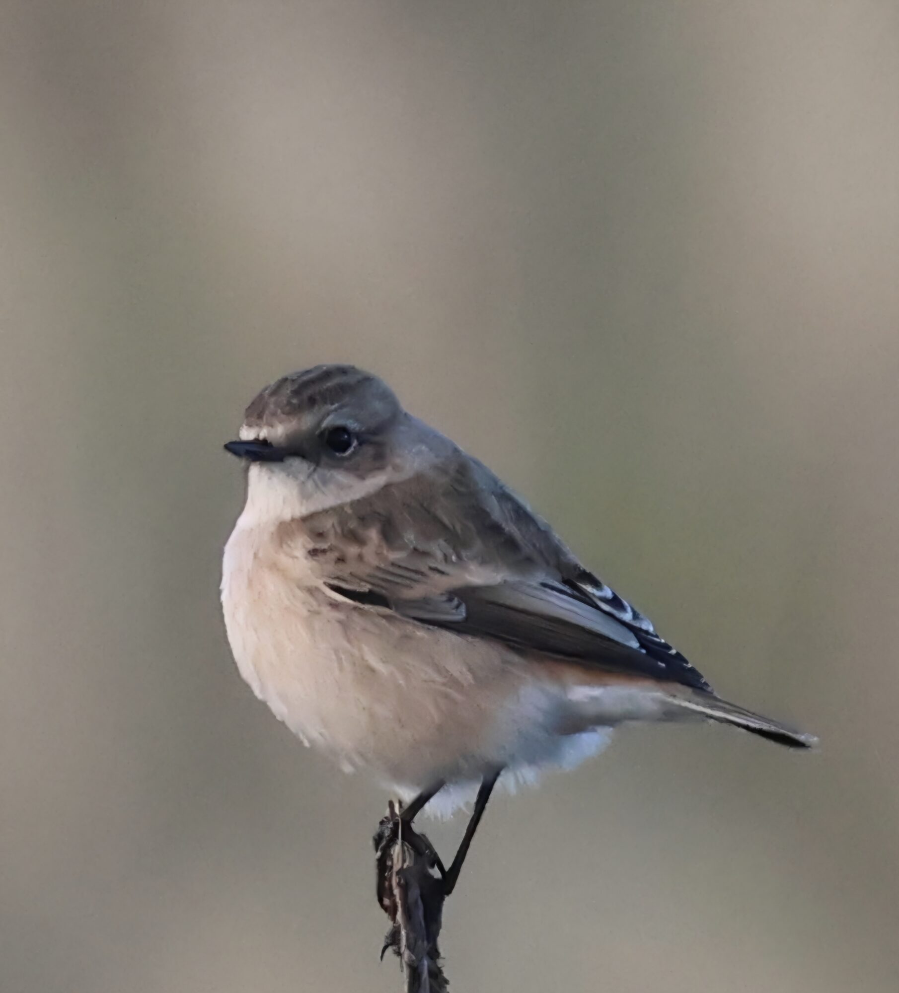 Valokuvaaja: Hanna Rönty
