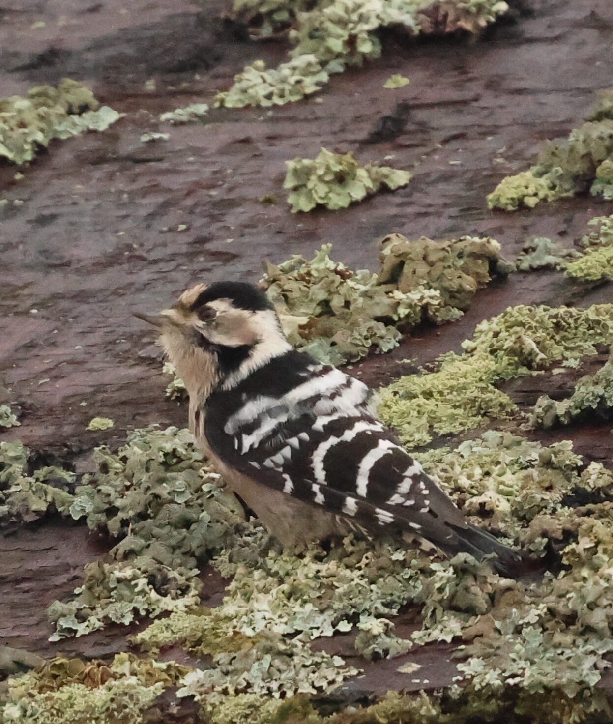Valokuvaaja: Hanna Rönty
