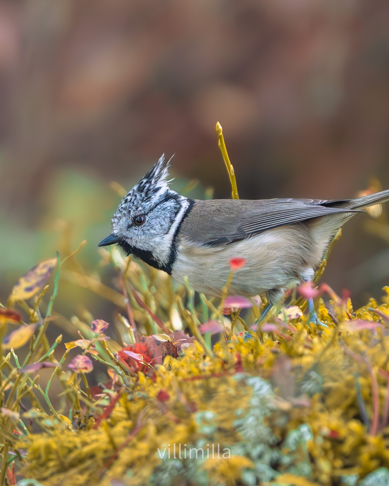 Valokuvaaja: Milla Rannila