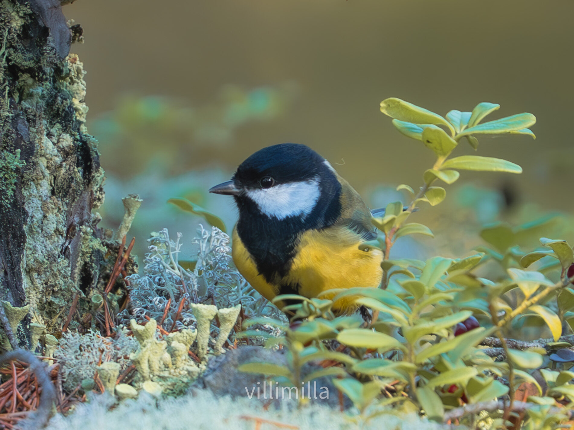 Valokuvaaja: Milla Rannila