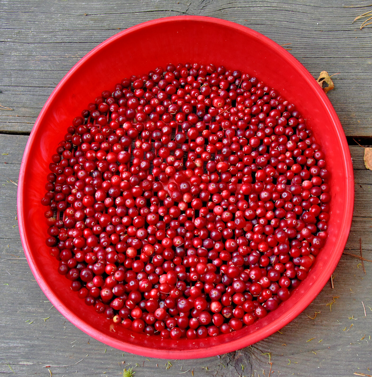 Valokuvaaja: Reijo Juurinen