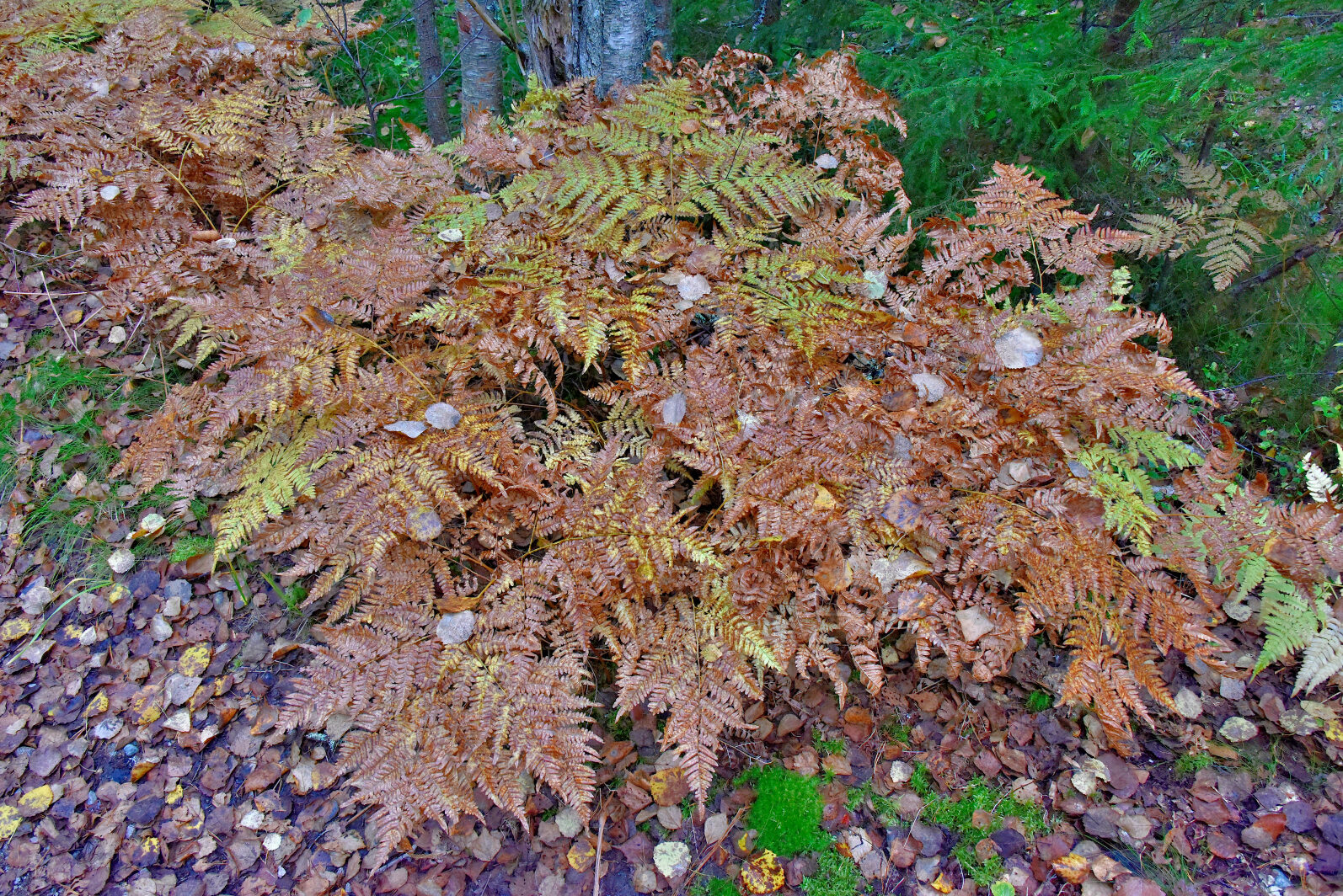 Valokuvaaja: Reijo Juurinen