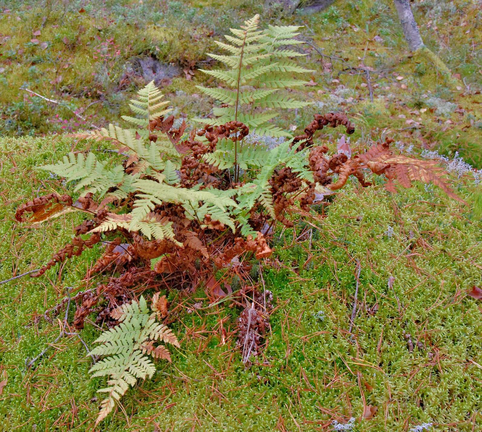 Valokuvaaja: Reijo Juurinen