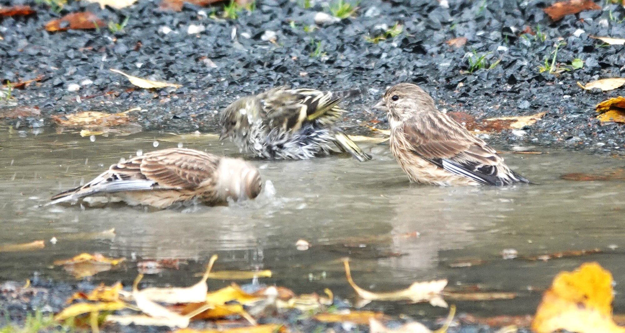 Valokuvaaja: Kaarina Heiskanen