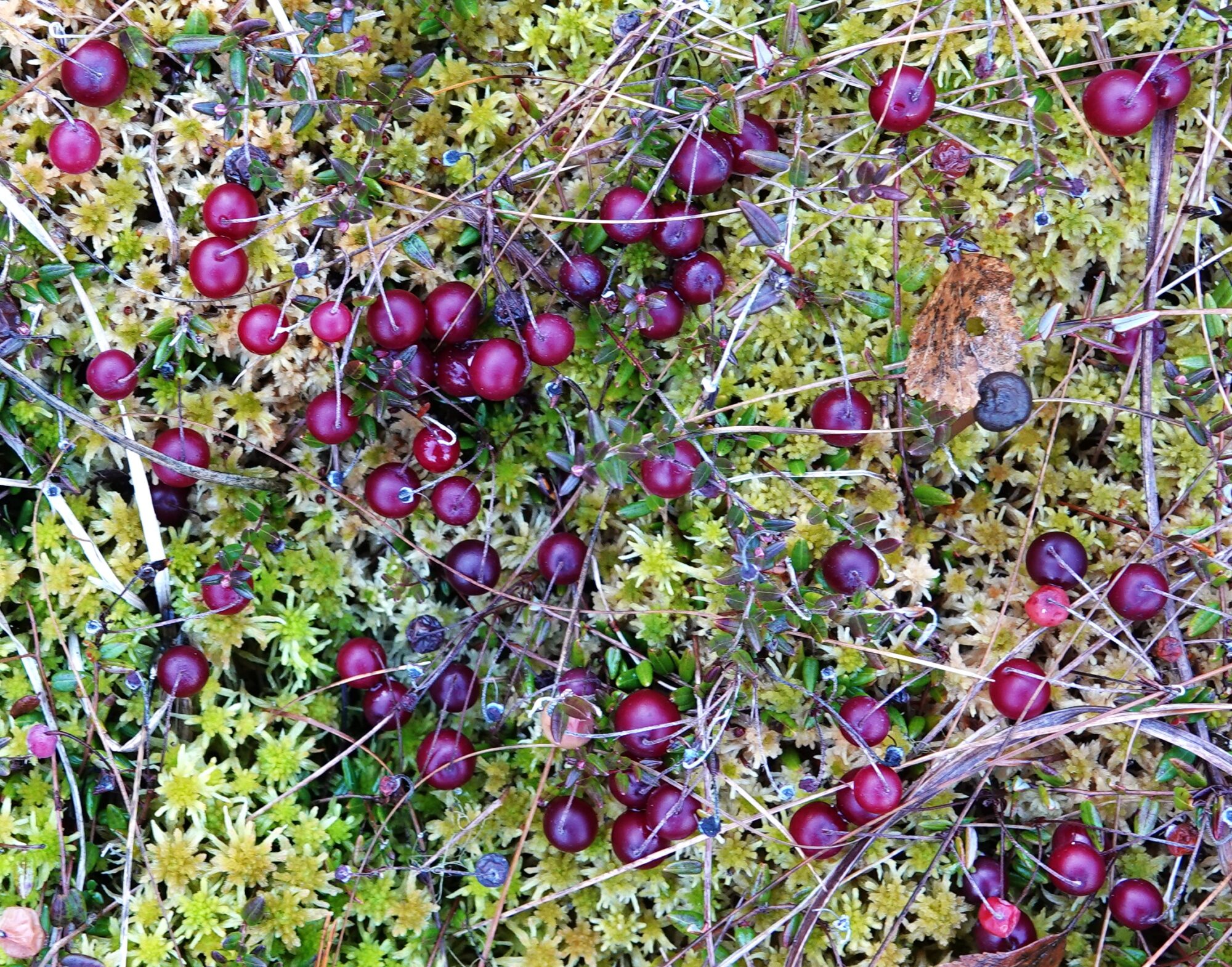 Valokuvaaja: Kaarina Heiskanen