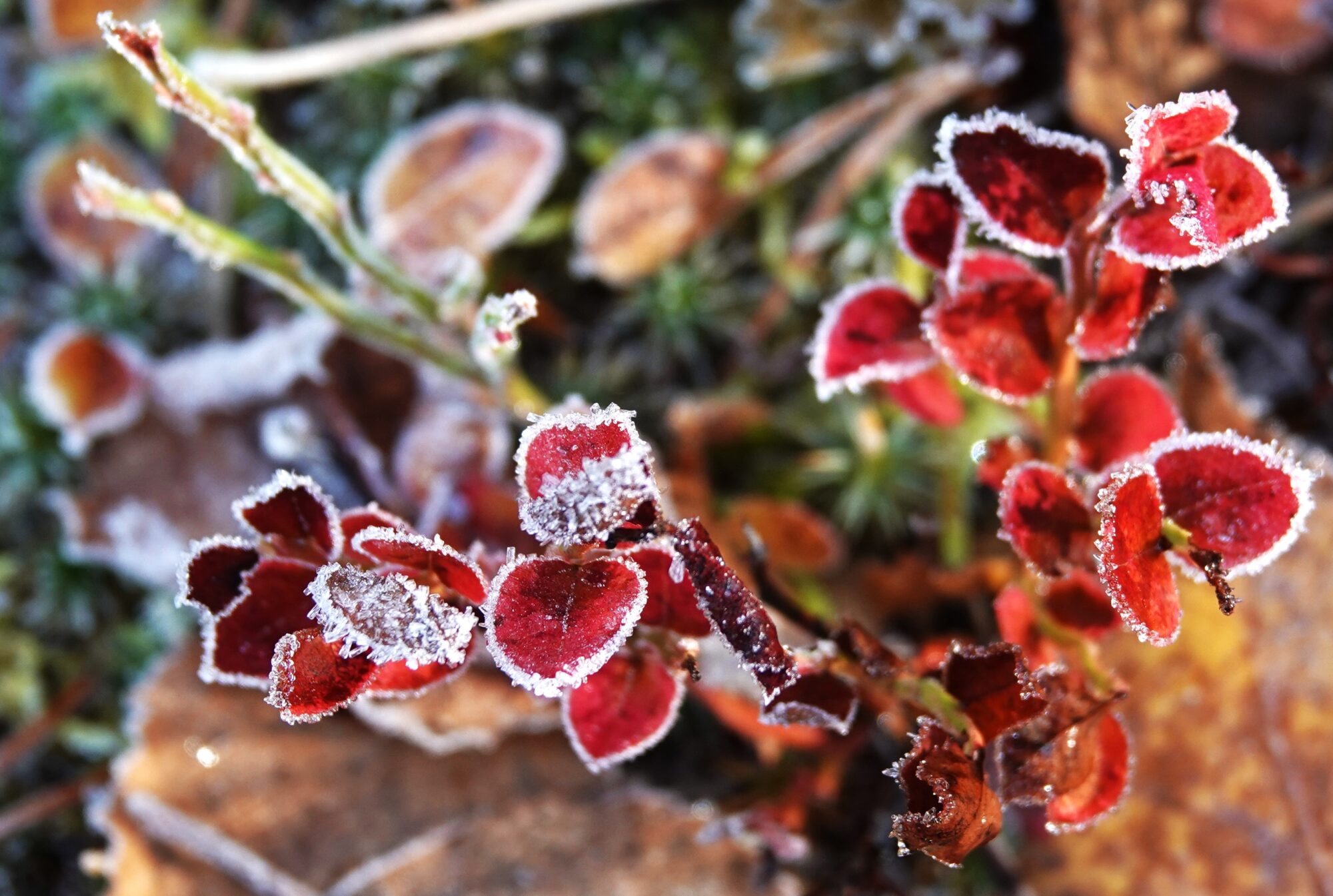 Valokuvaaja: Kaarina Heiskanen