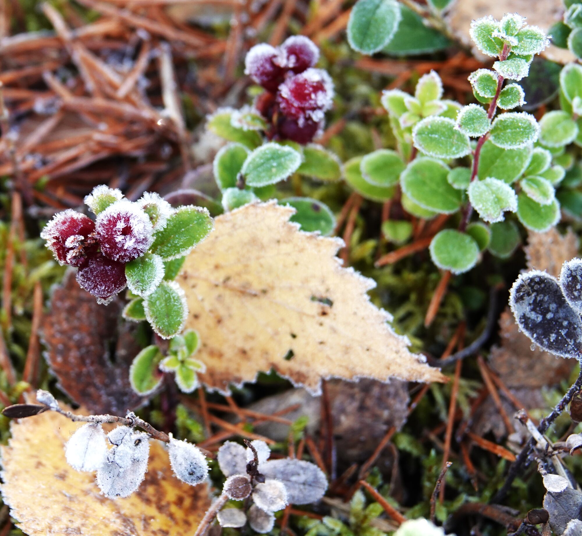 Valokuvaaja: Kaarina Heiskanen