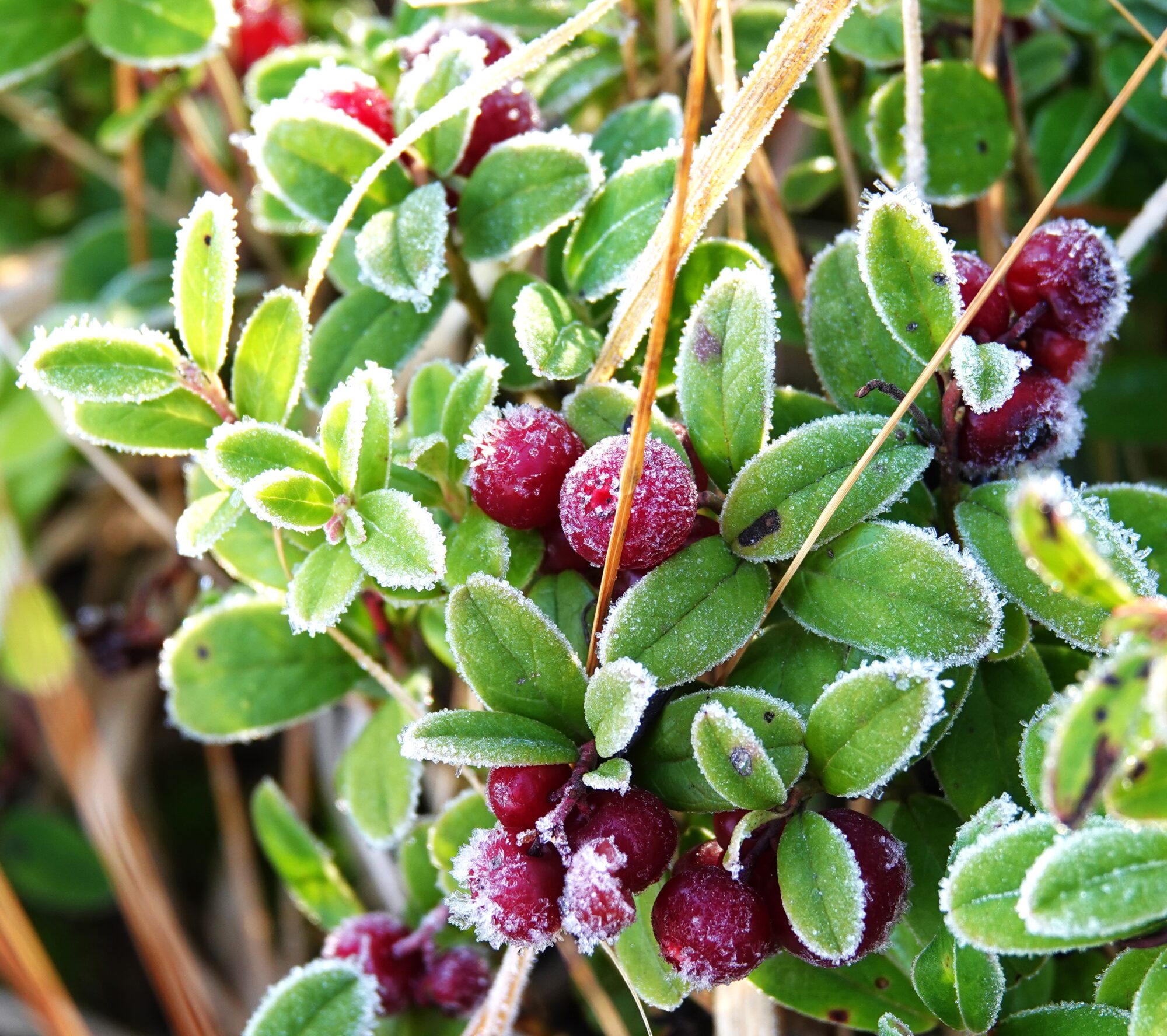 Valokuvaaja: Kaarina Heiskanen