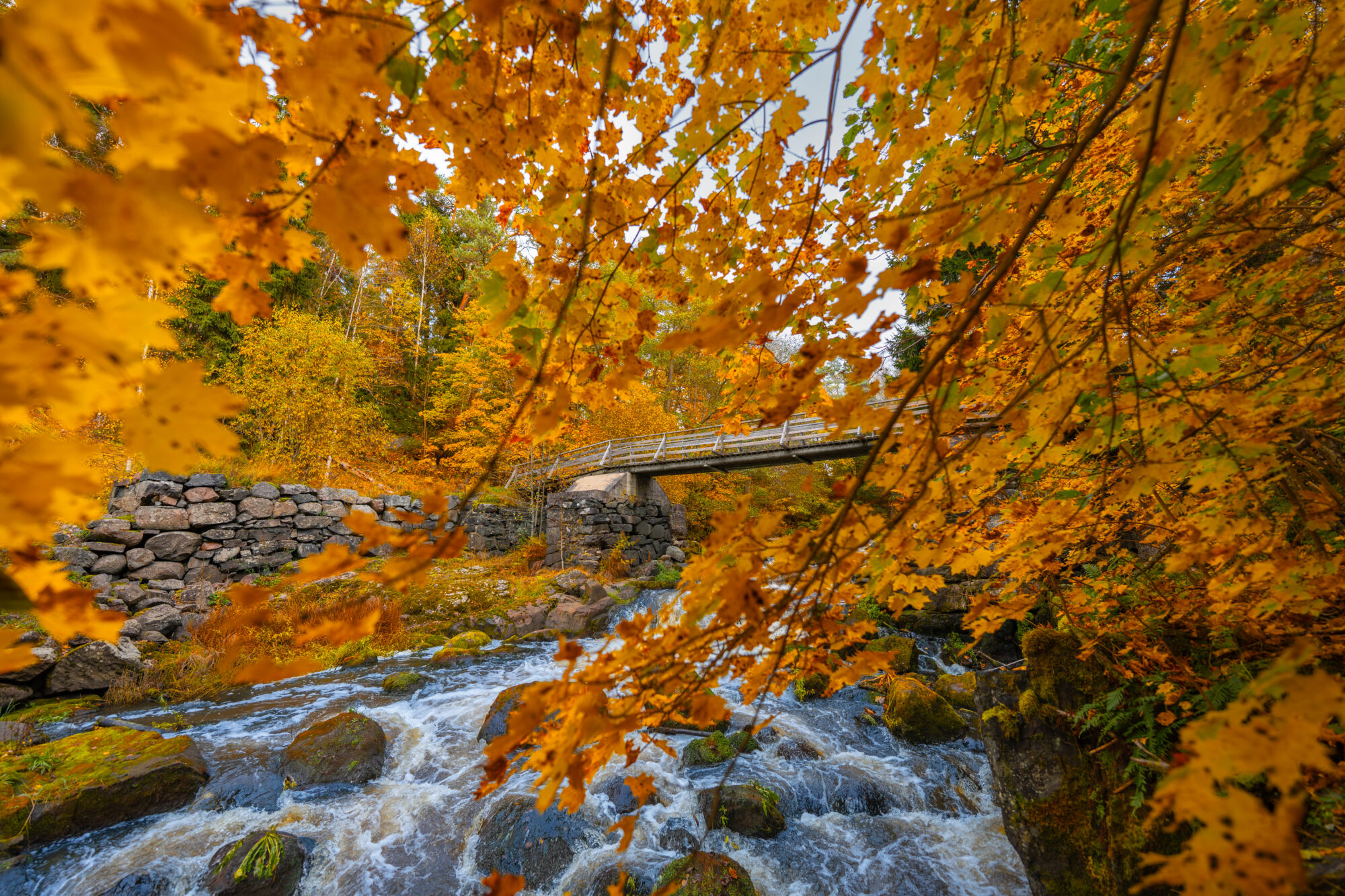 Valokuvaaja: Vili Lindegren
