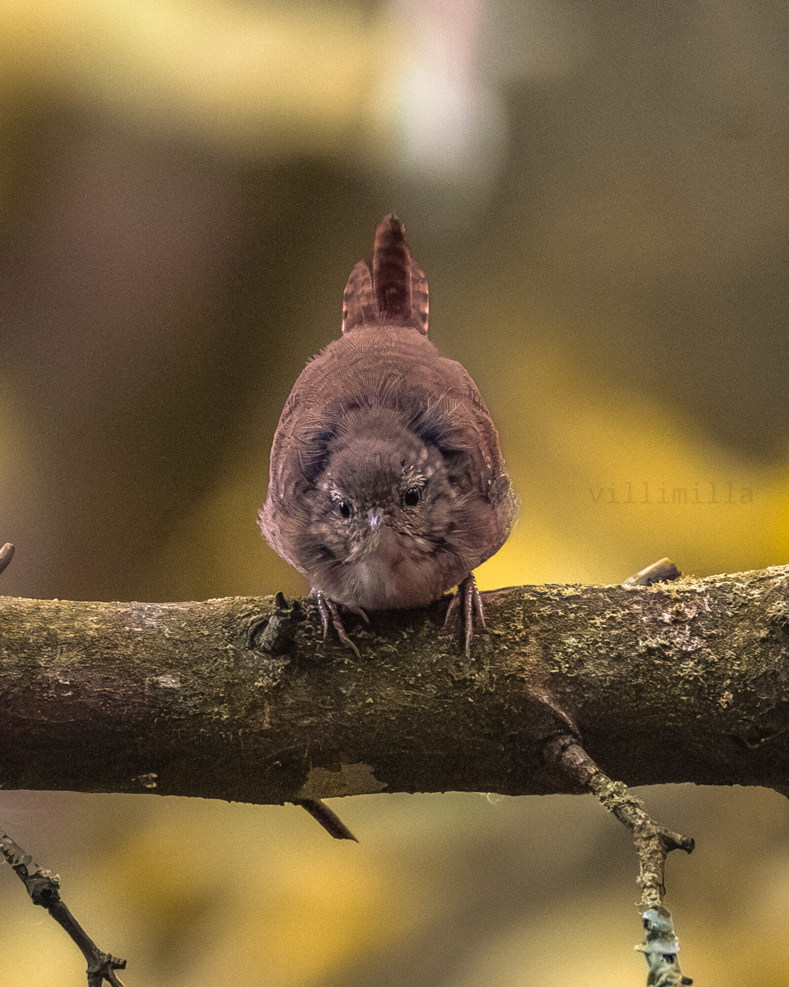 Valokuvaaja: Milla Rannila