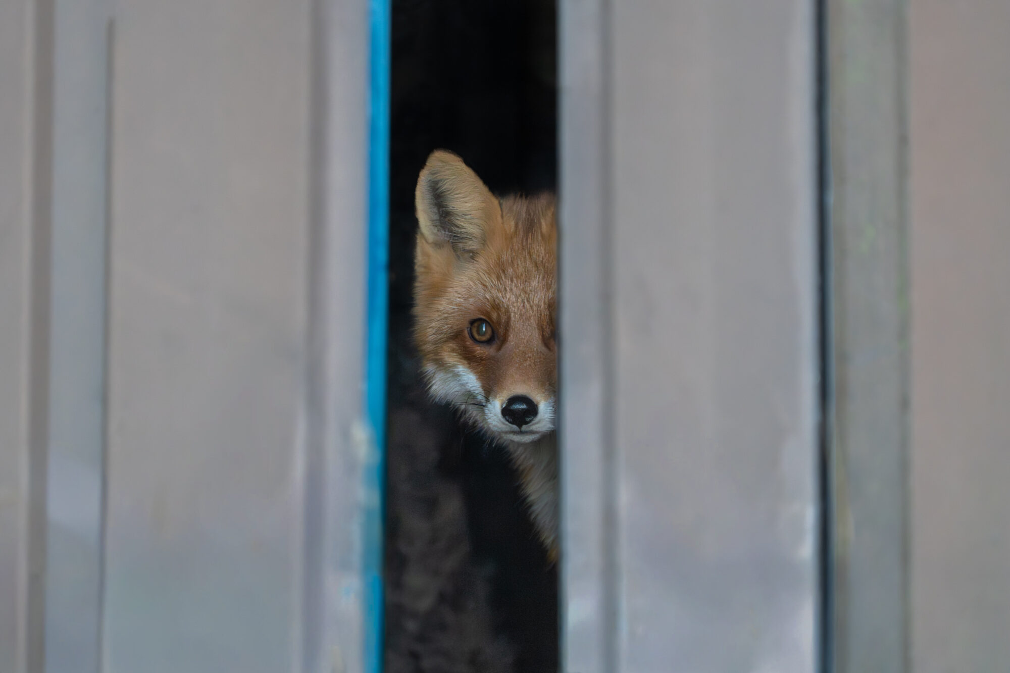 Valokuvaaja: Vili Lindegren