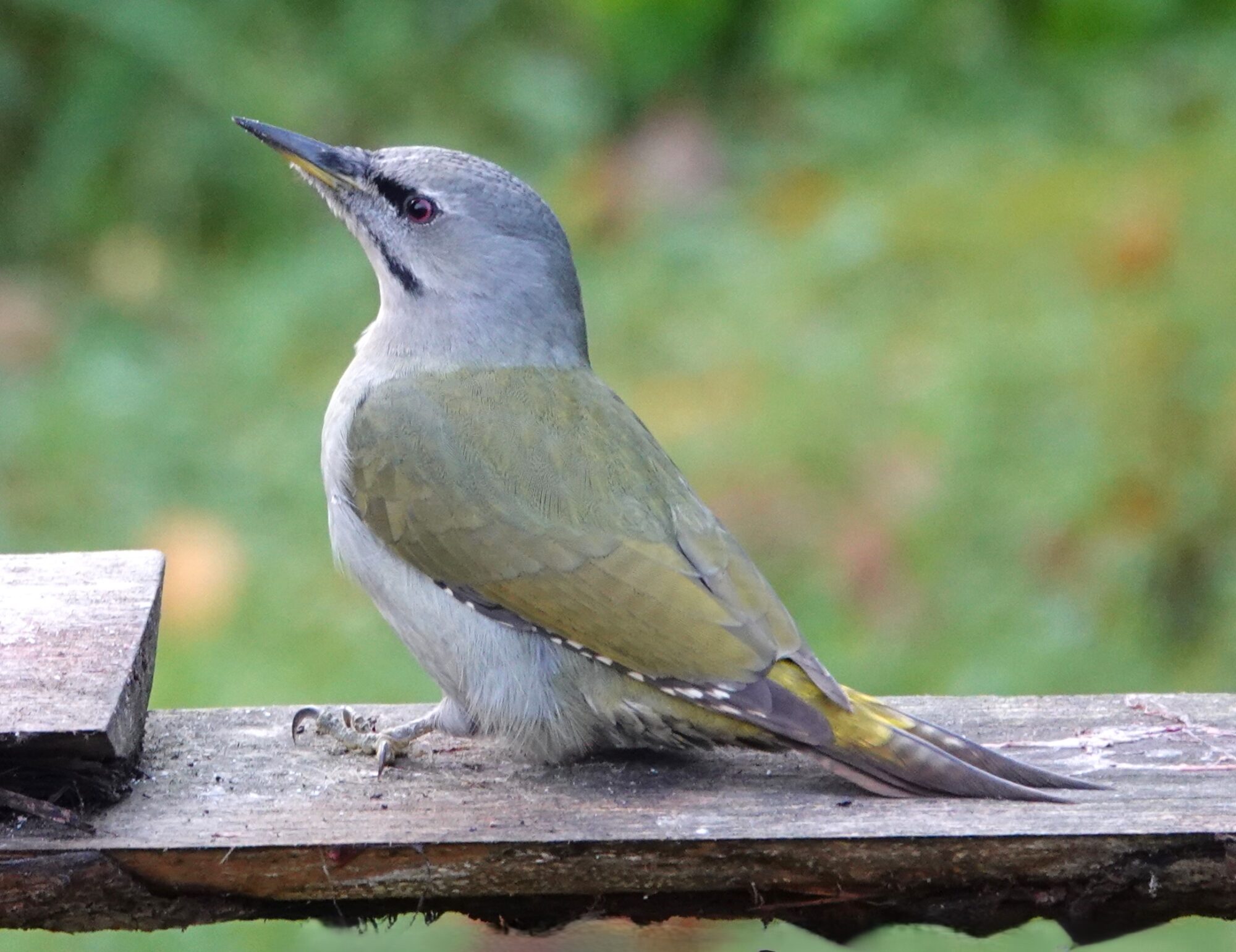 Valokuvaaja: Raija Oksanen