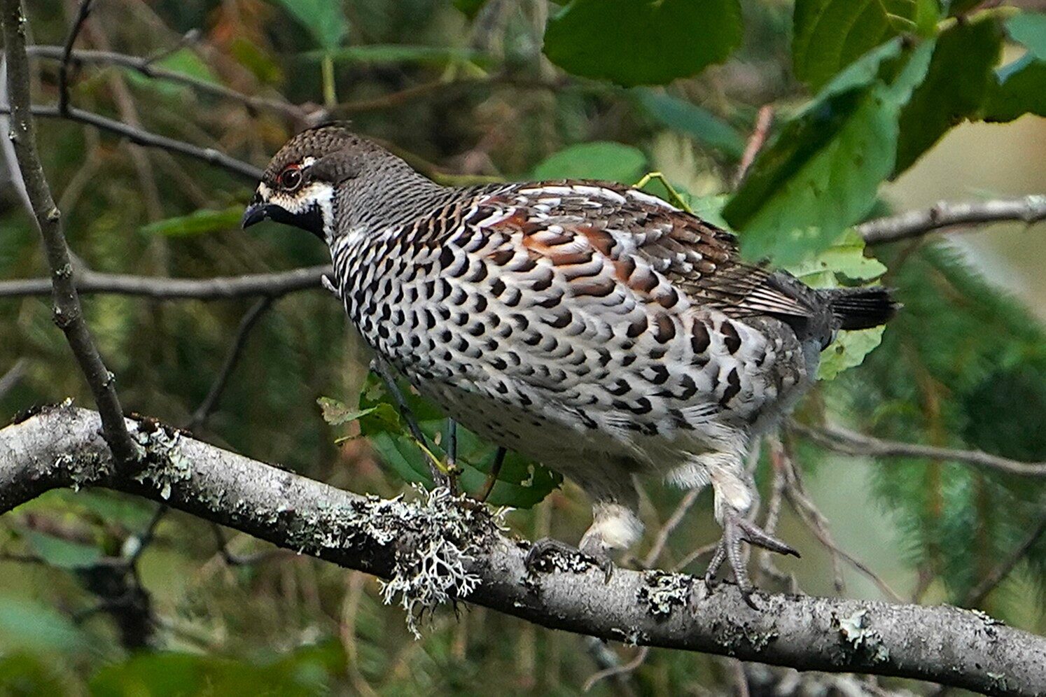 Valokuvaaja: Jouni Tanner
