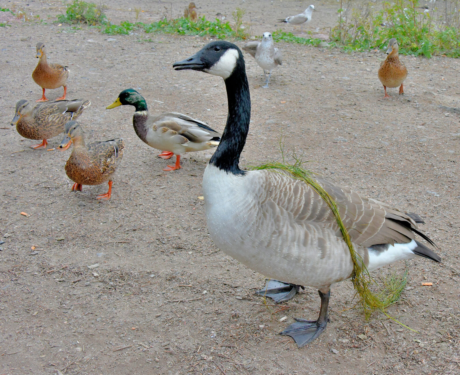 Valokuvaaja: Reijo Juurinen
