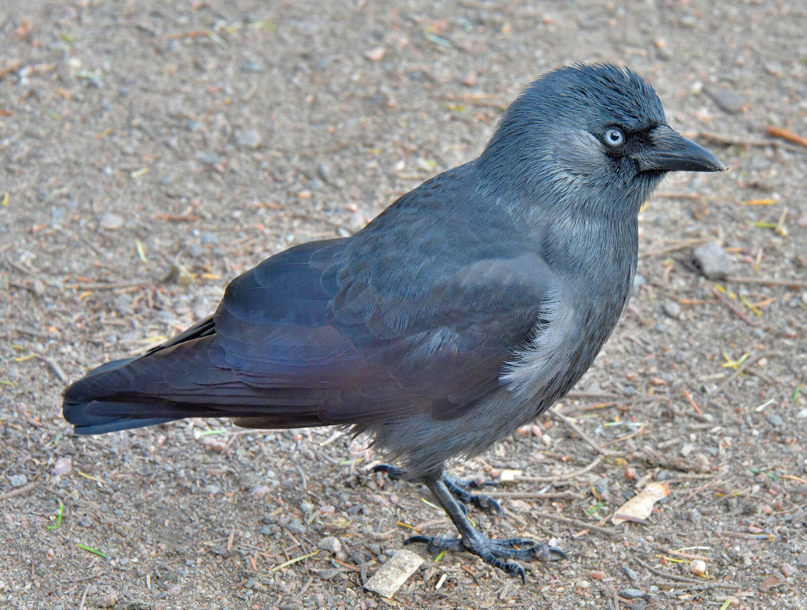Valokuvaaja: Reijo Juurinen