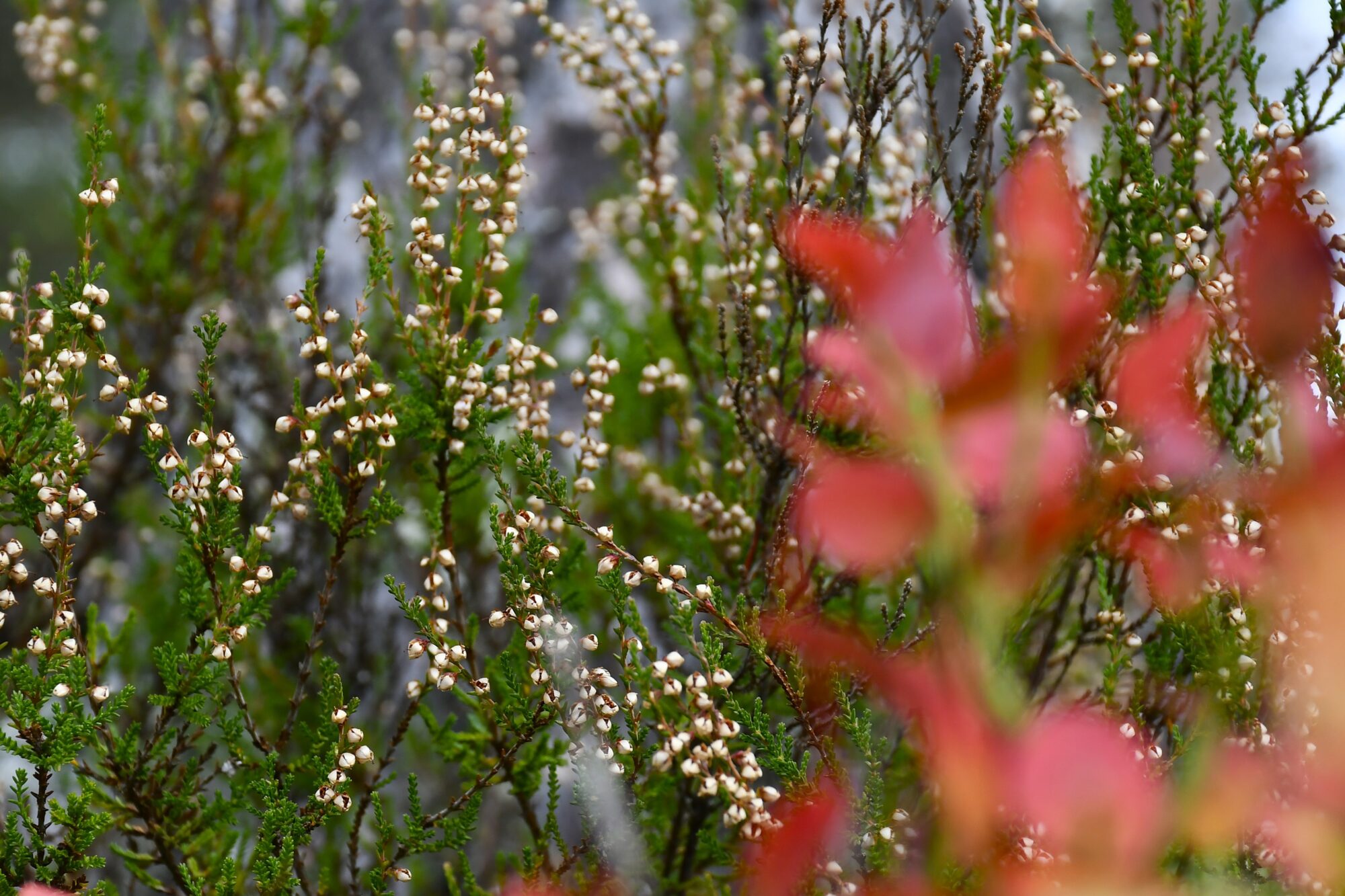 Valokuvaaja: Maarit Siitonen