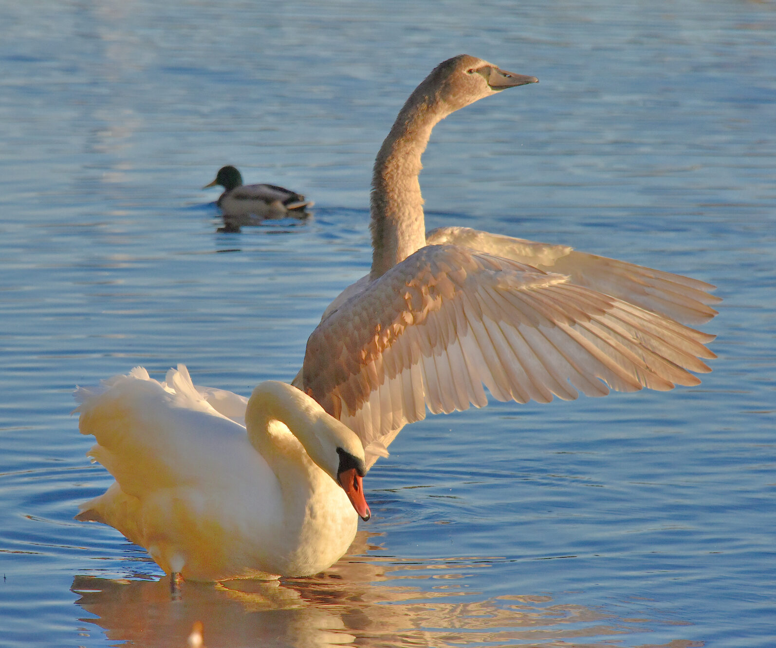 Valokuvaaja: Reijo Juurinen