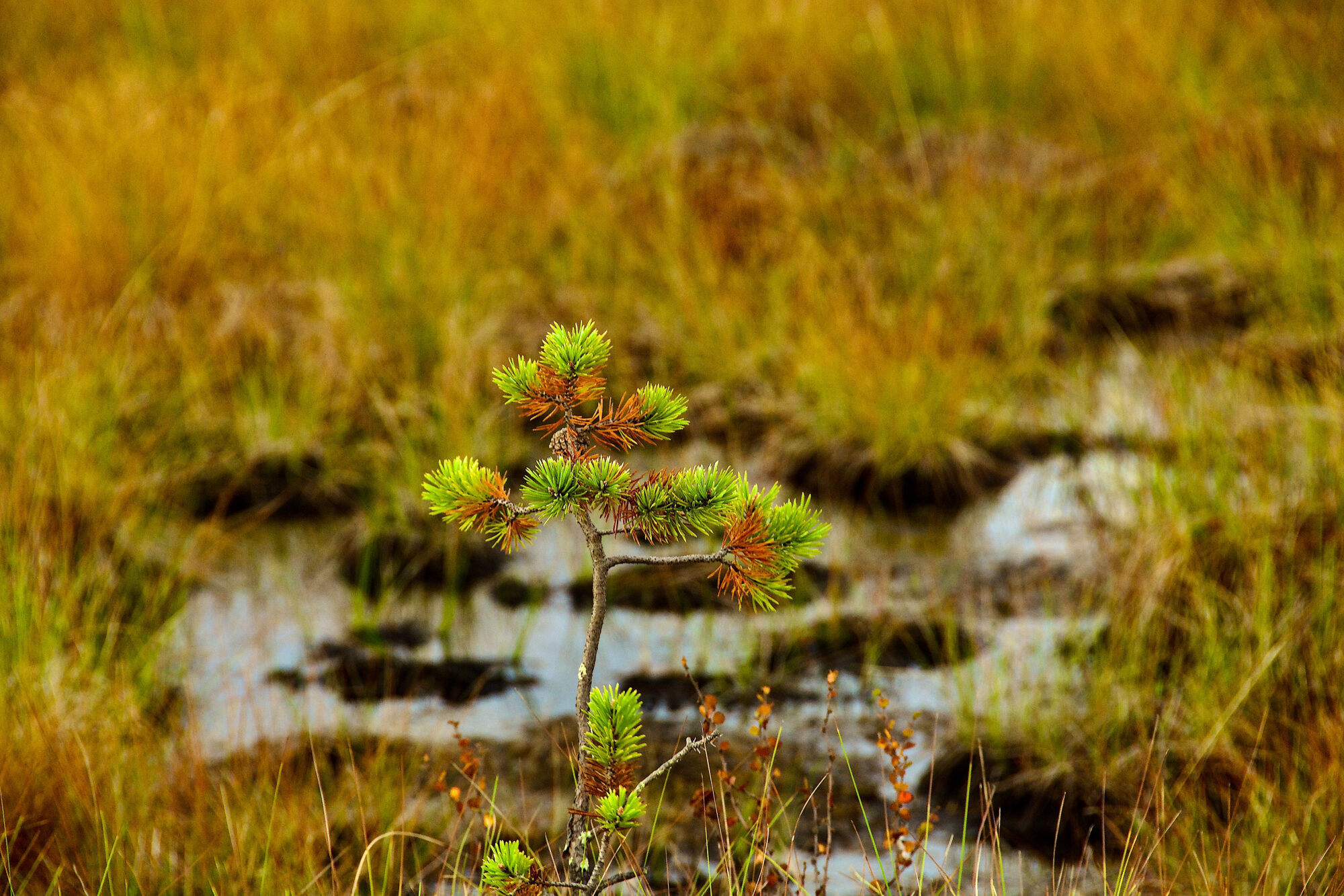 Valokuvaaja: Lasse Rokka