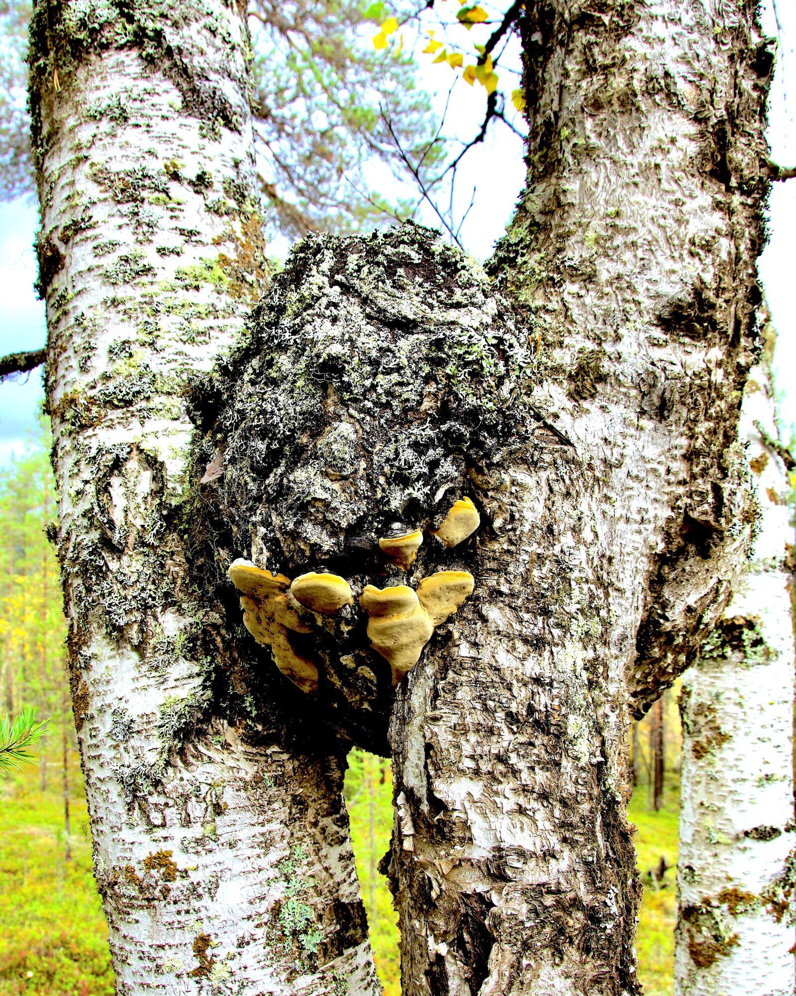 Valokuvaaja: Lasse Rokka