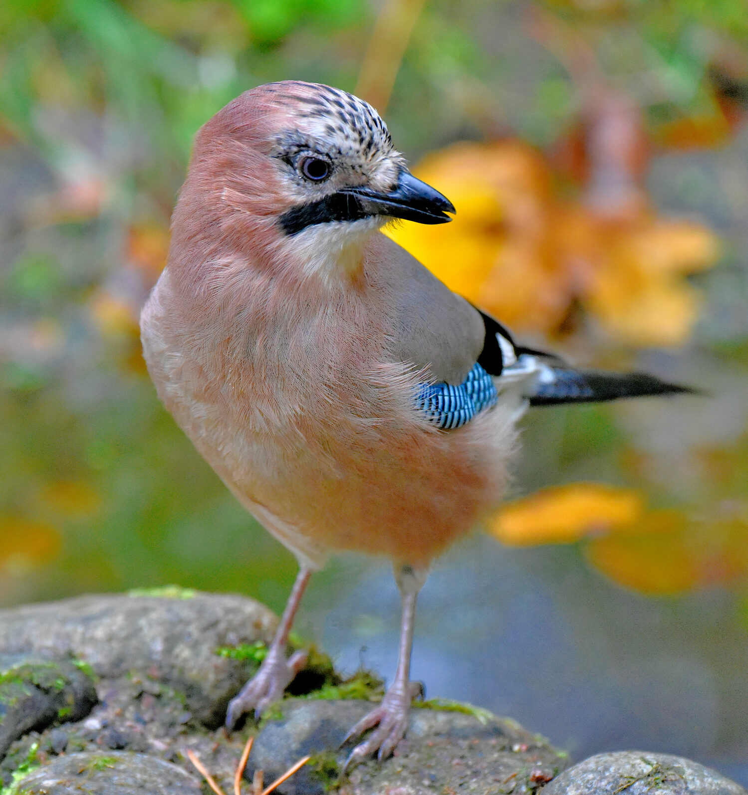 Valokuvaaja: Reijo Juurinen