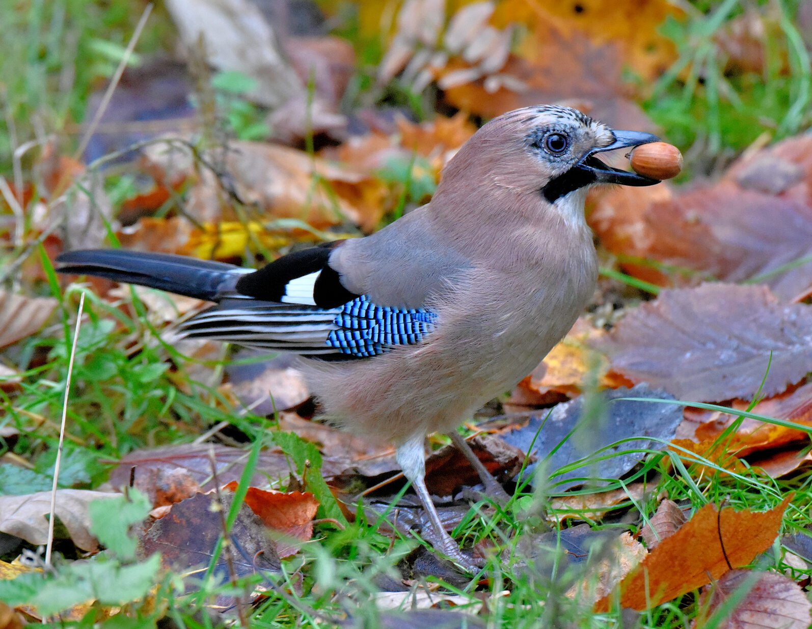 Valokuvaaja: Reijo Juurinen