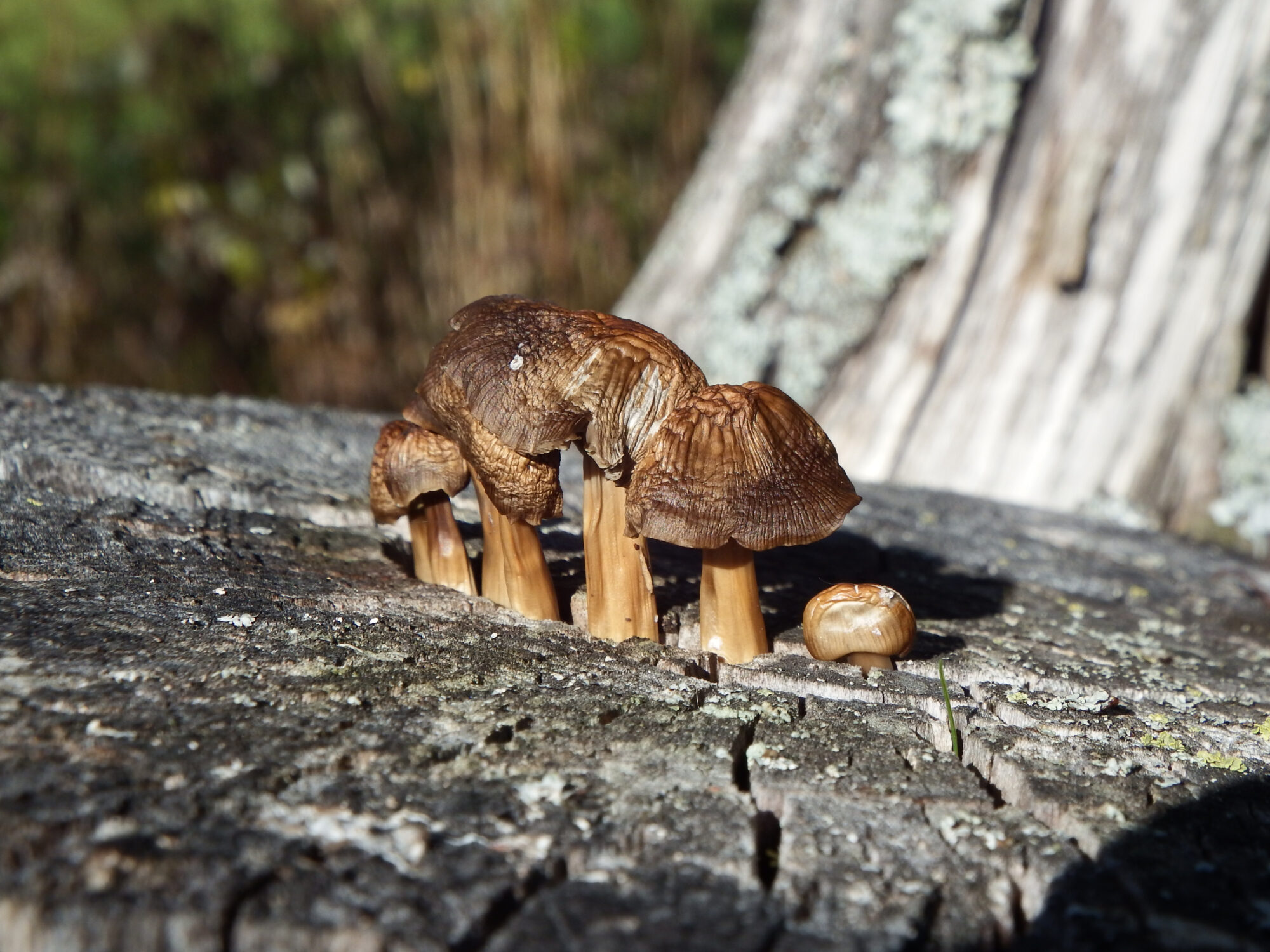 Valokuvaaja: Toni Asikainen
