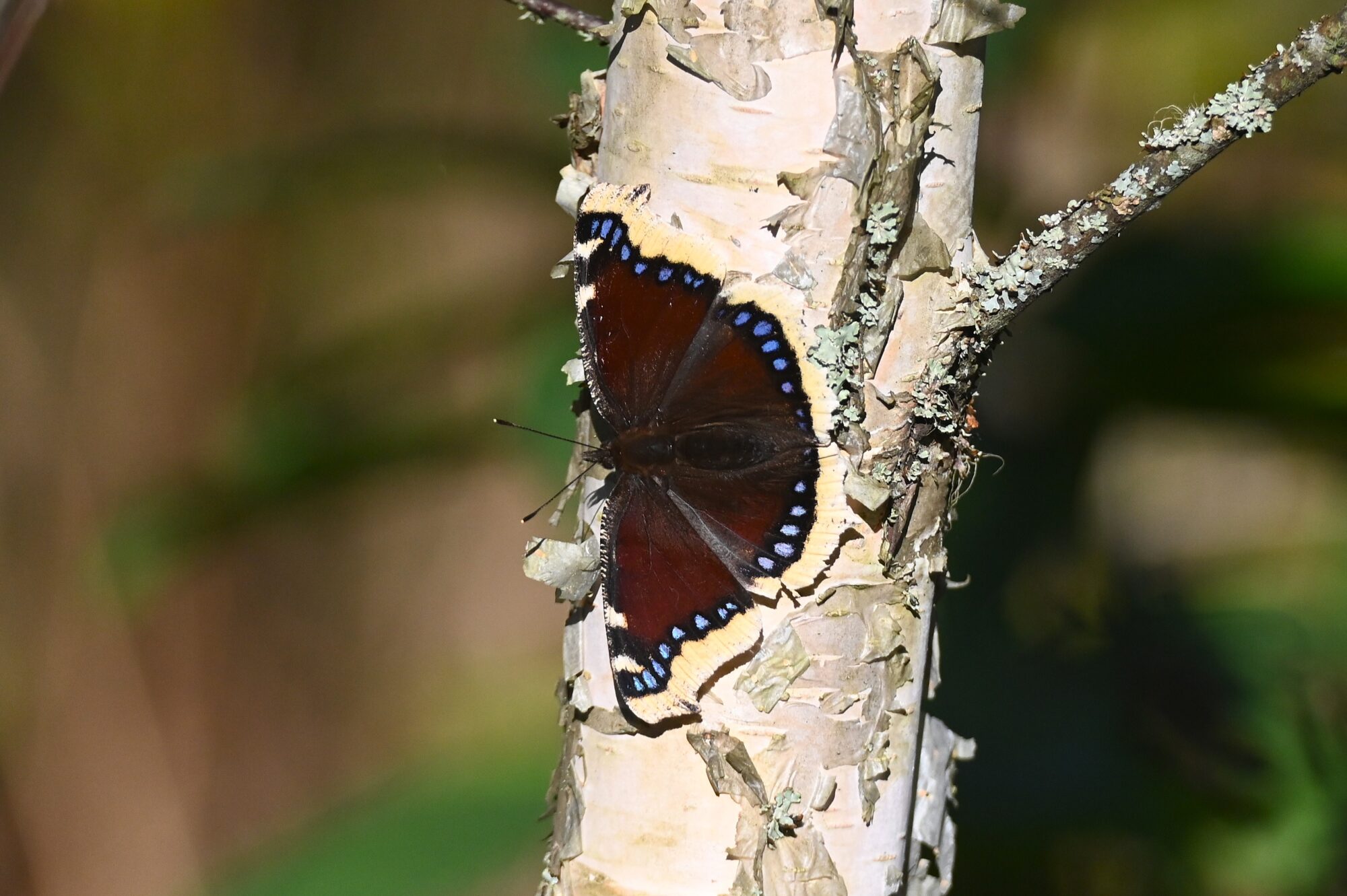Valokuvaaja: Maarit Siitonen