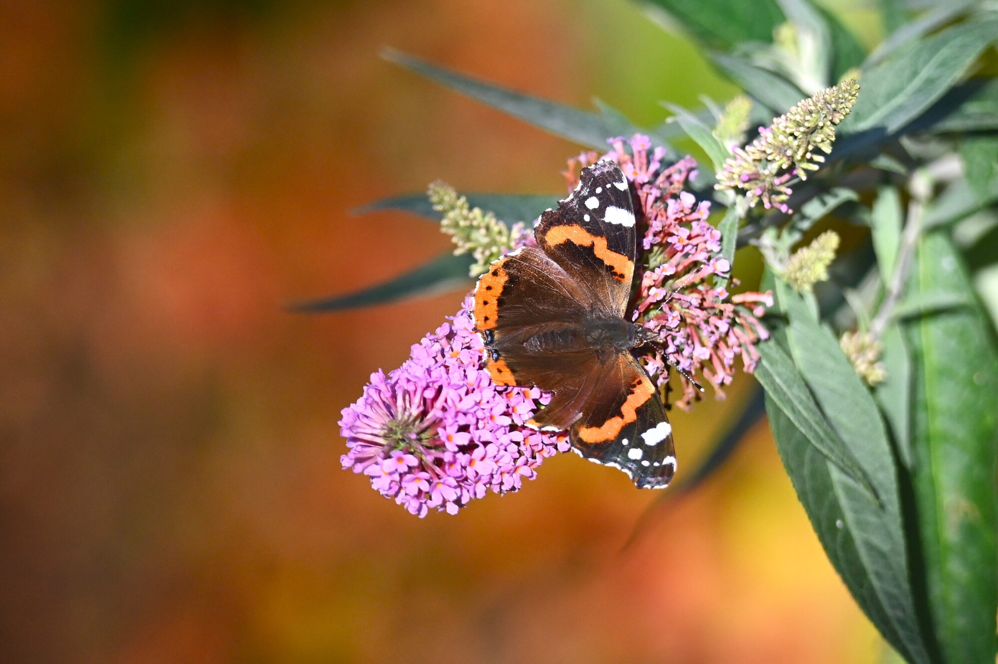 Valokuvaaja: Maarit Siitonen