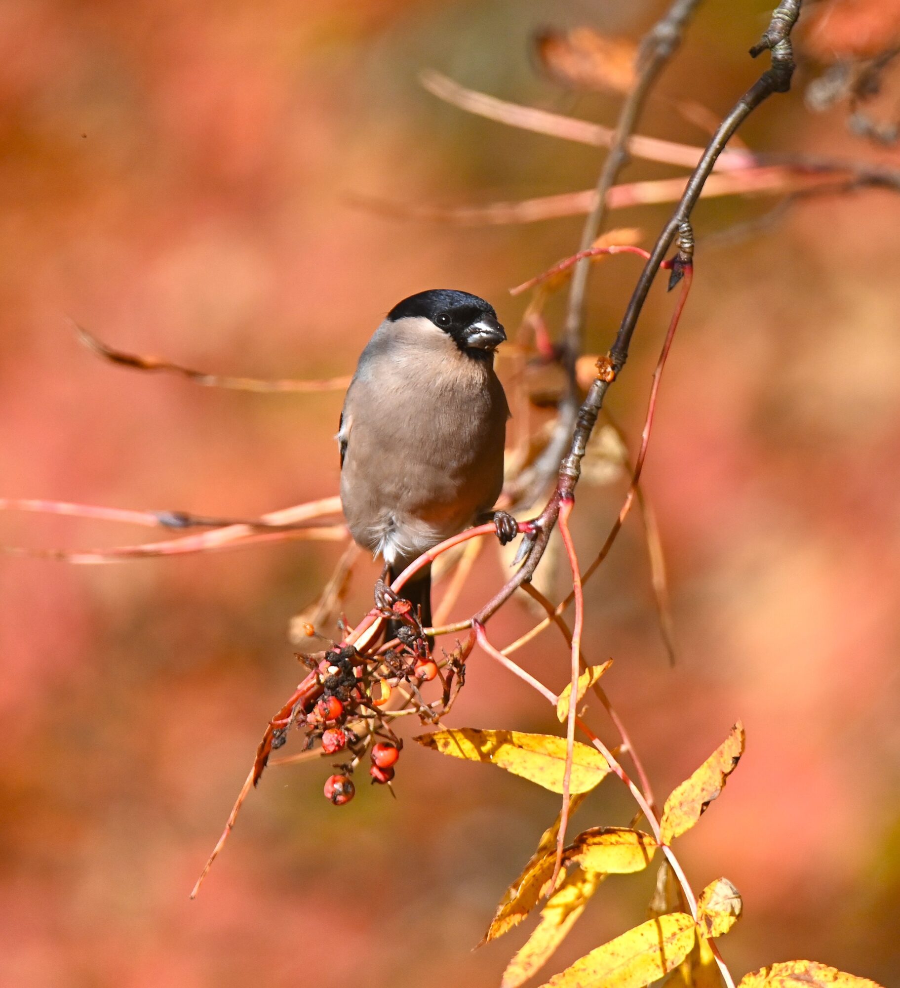 Valokuvaaja: Maarit Siitonen