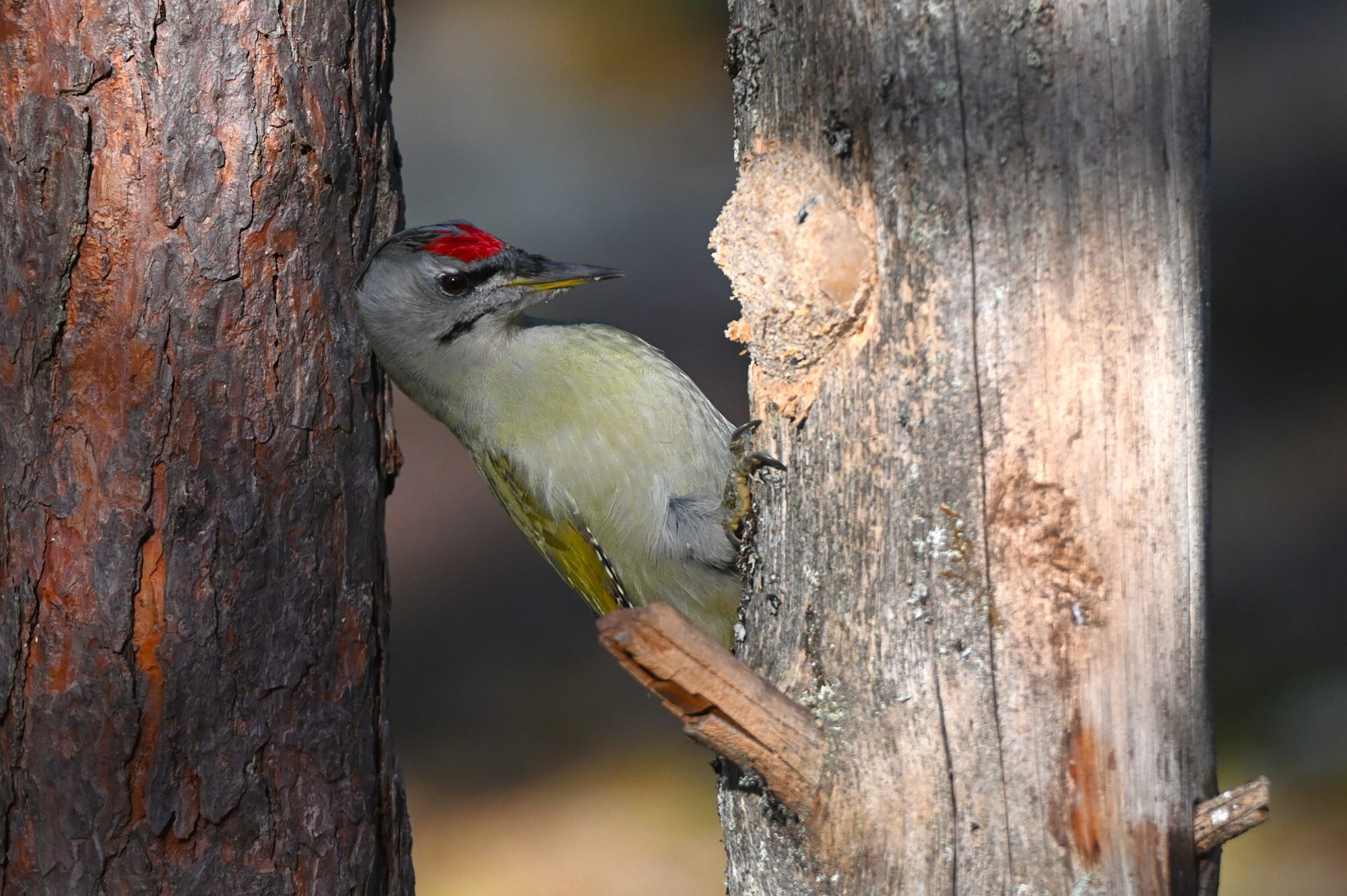 Valokuvaaja: Maarit Siitonen