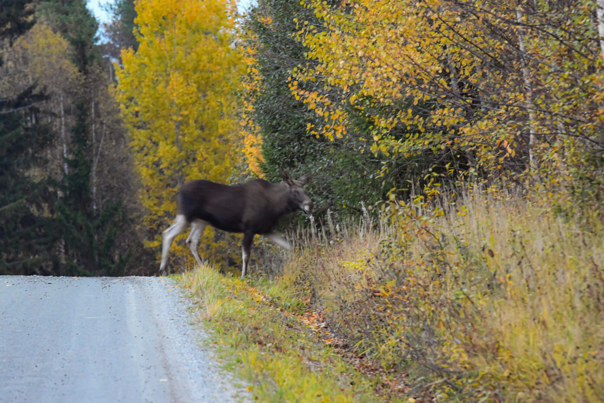Valokuvaaja: Maija Savolainen