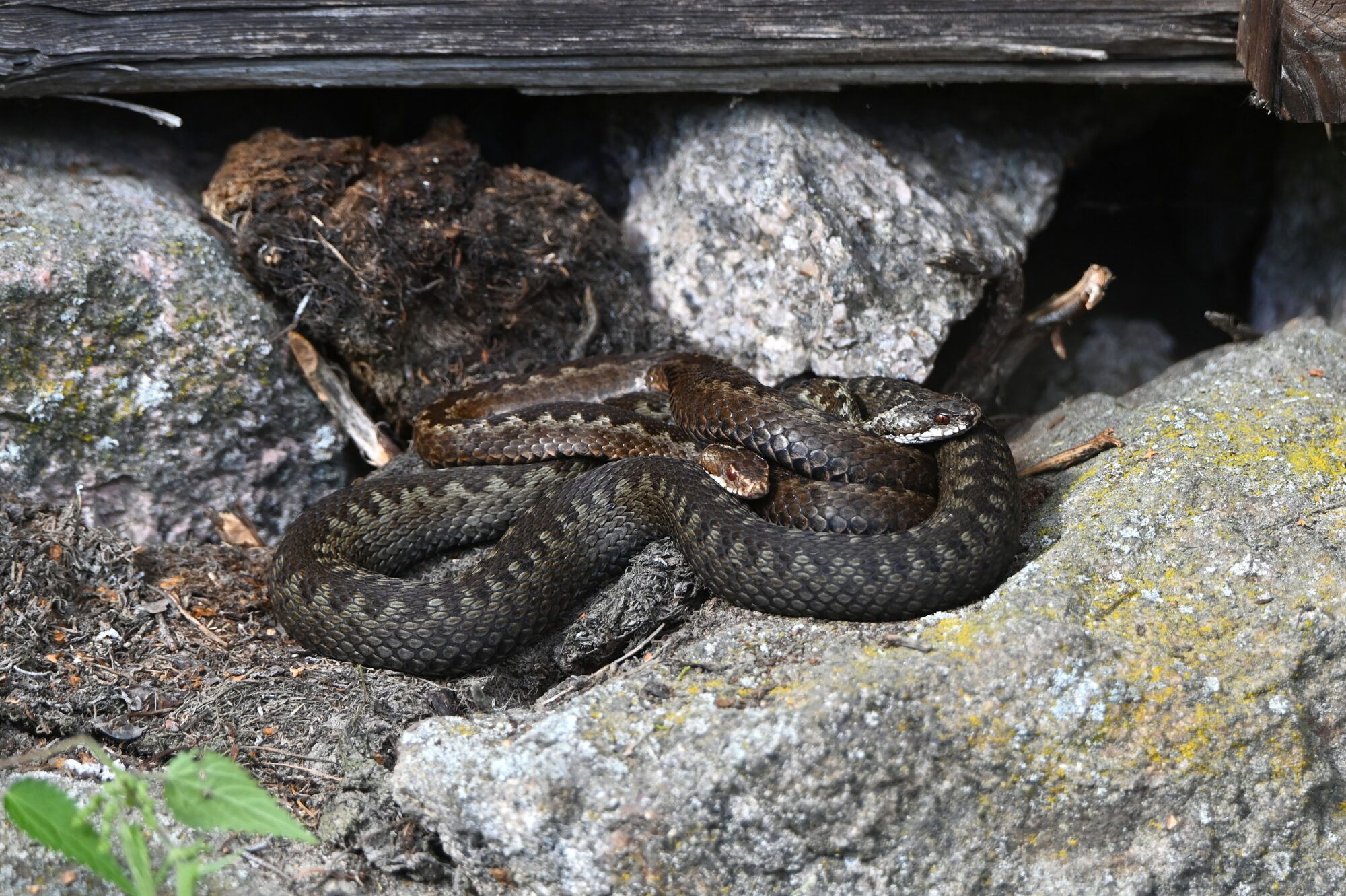 Valokuvaaja: Maarit Siitonen