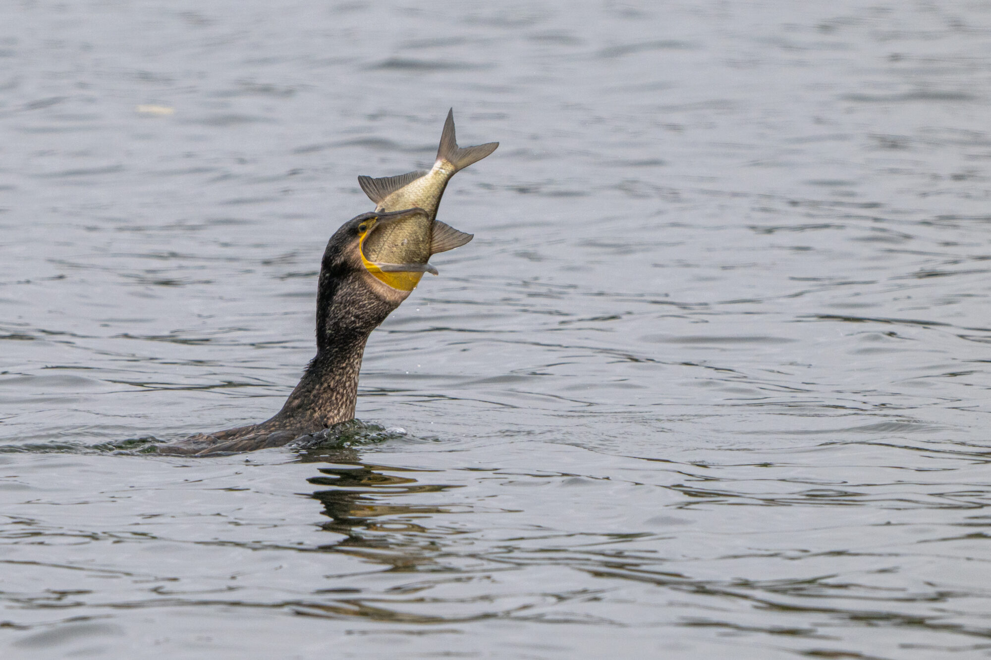 Valokuvaaja: Markku Saarinen