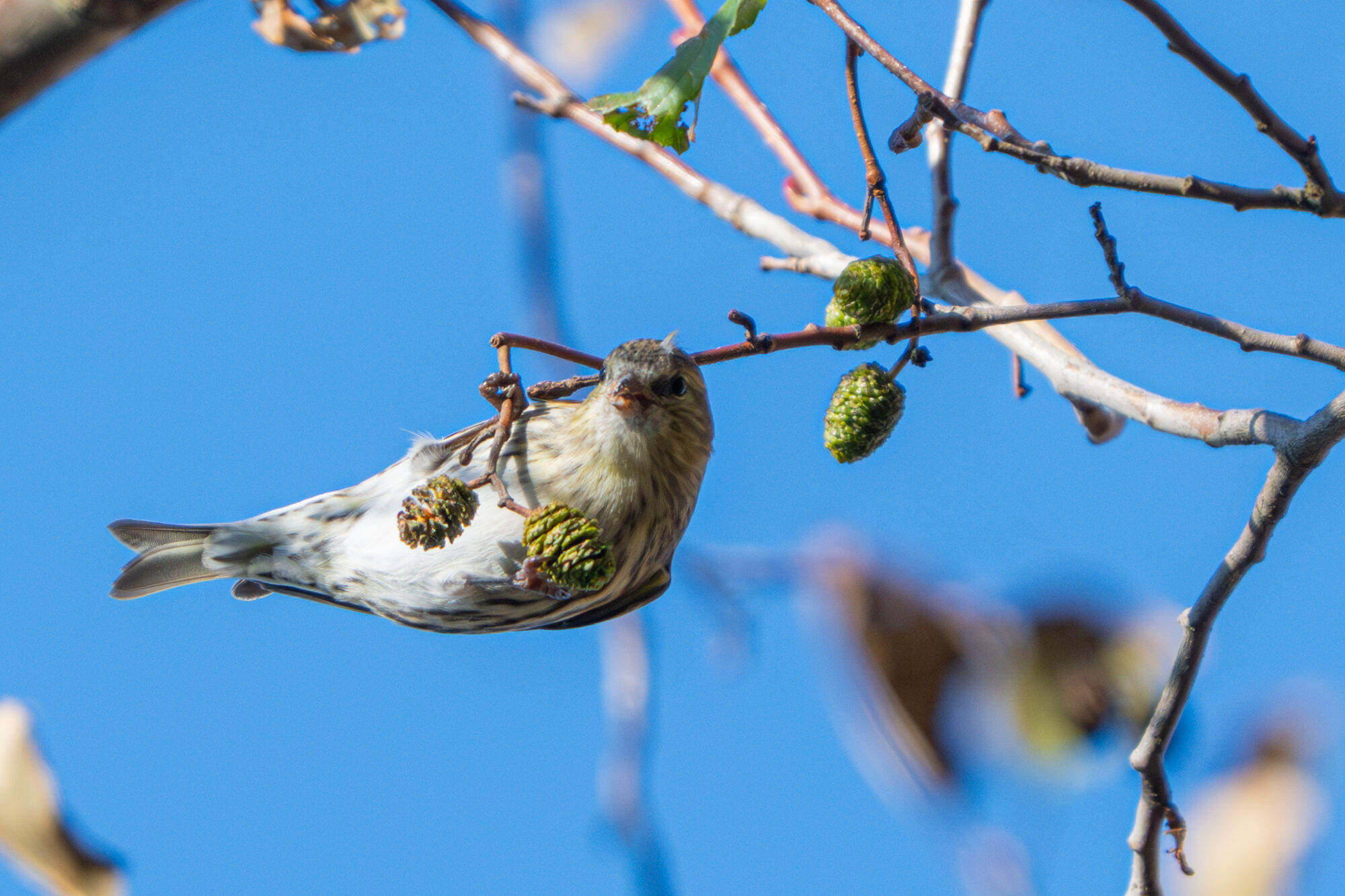 Valokuvaaja: Markku Saarinen Valokuvaaja: Markku Saarinen