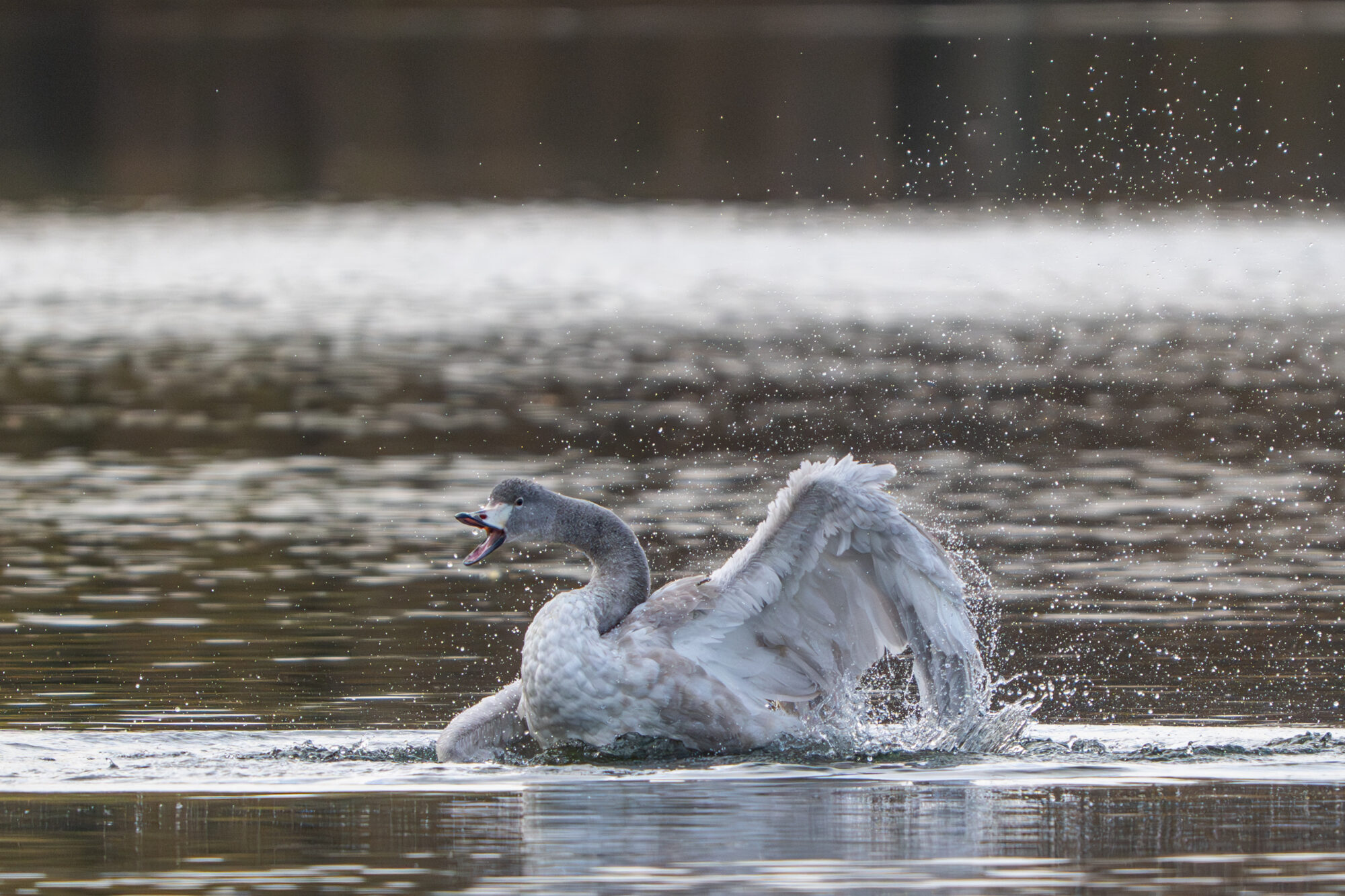 Valokuvaaja: Markku Saarinen