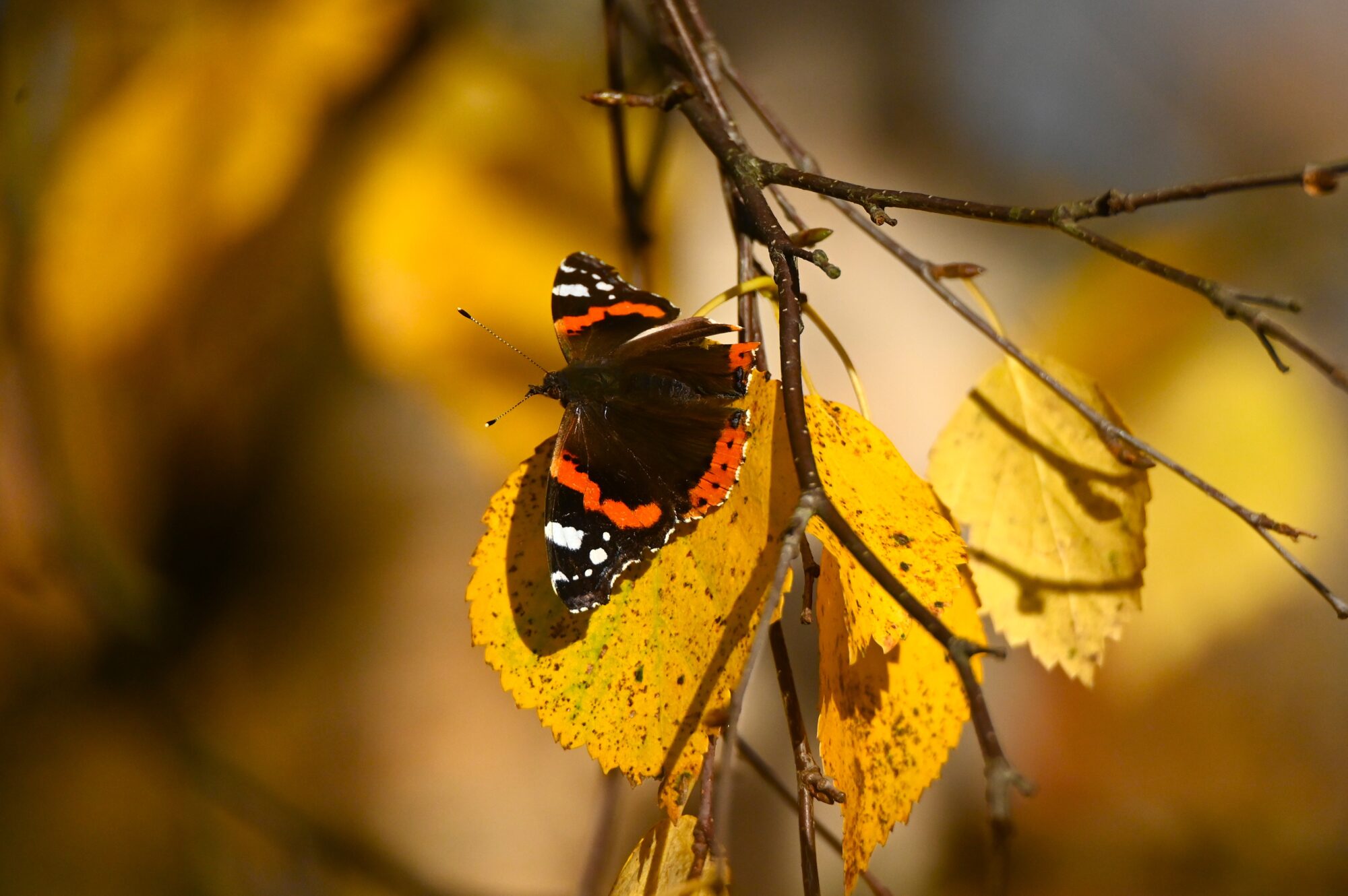 Valokuvaaja: Maarit Siitonen